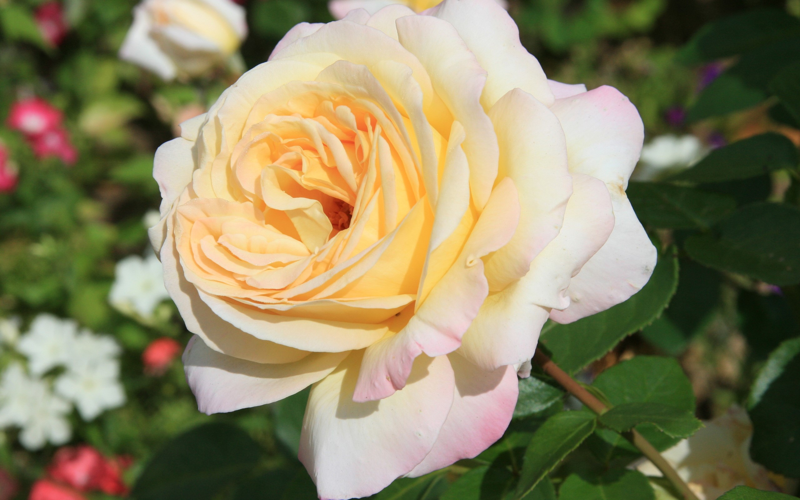 Close-up of a yellow and pink rose HD Wallpaper