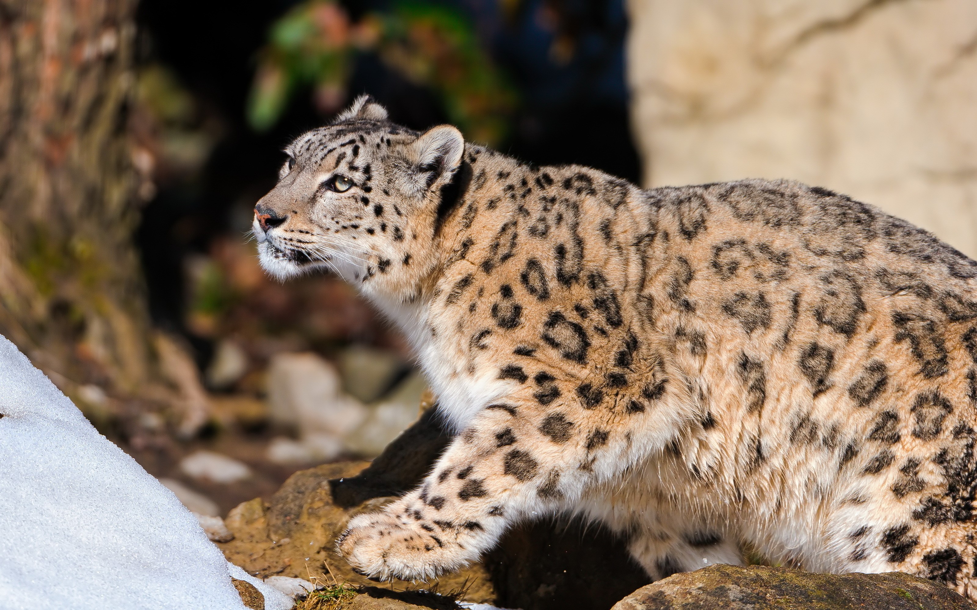 Snow leopard in a rocky, snowy environment HD Wallpaper