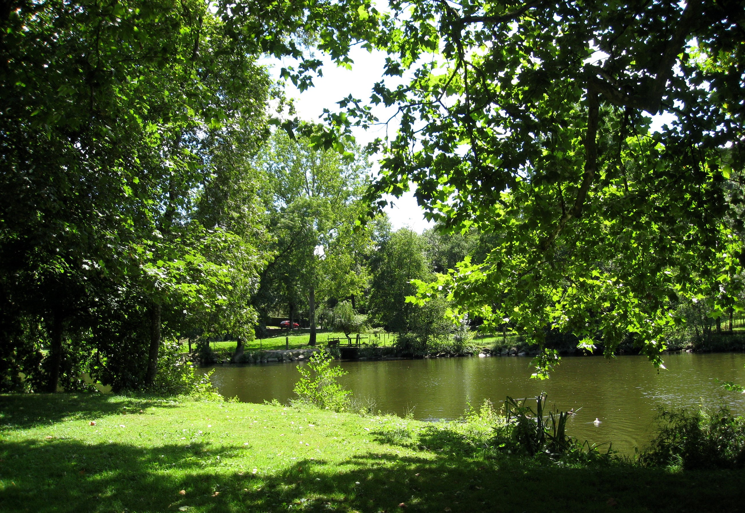 Lake surrounded by trees and green grass HD Wallpaper