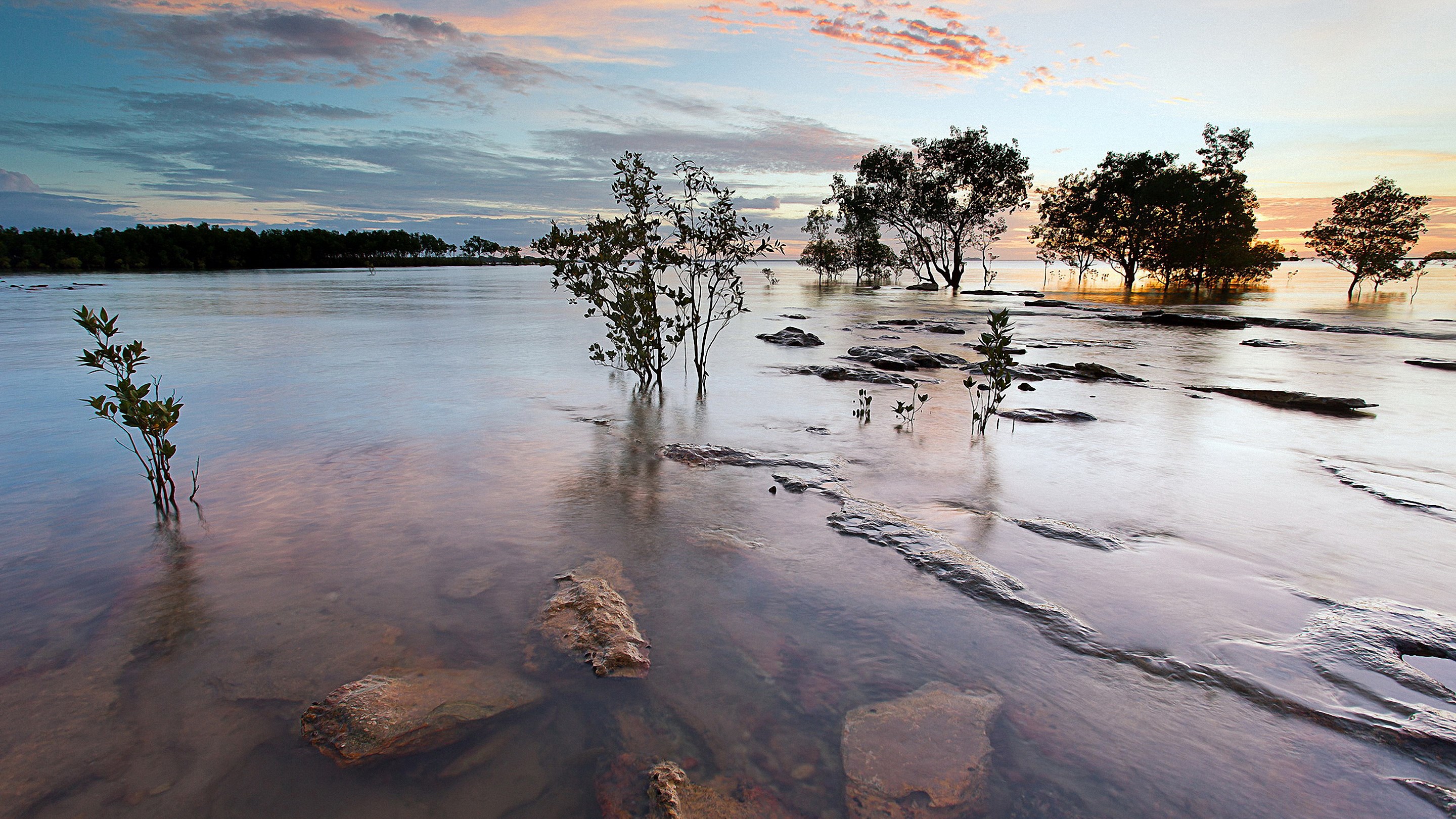 Trees growing in shallow water at sunset HD Wallpaper