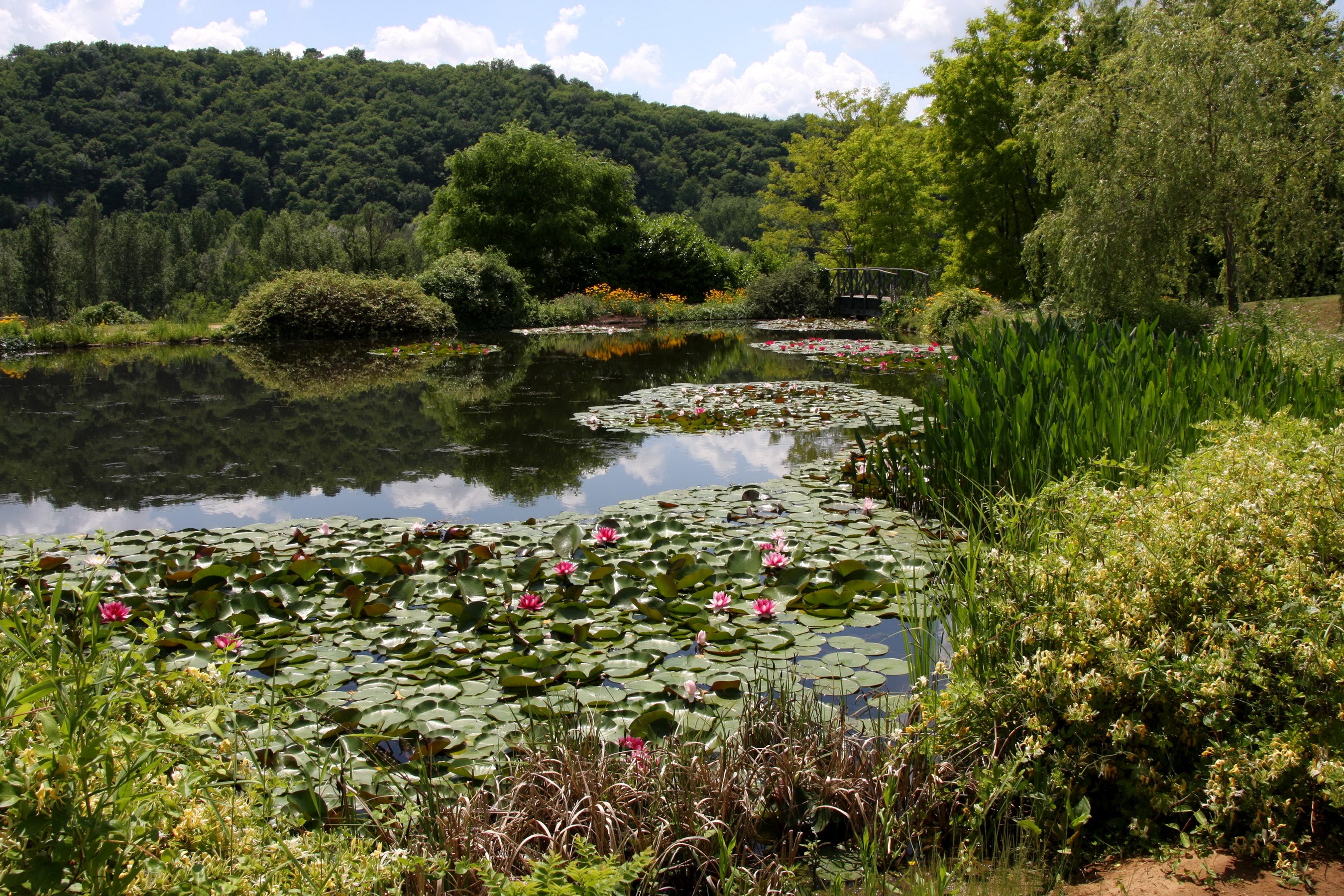 Pond with water lilies and trees HD Wallpaper