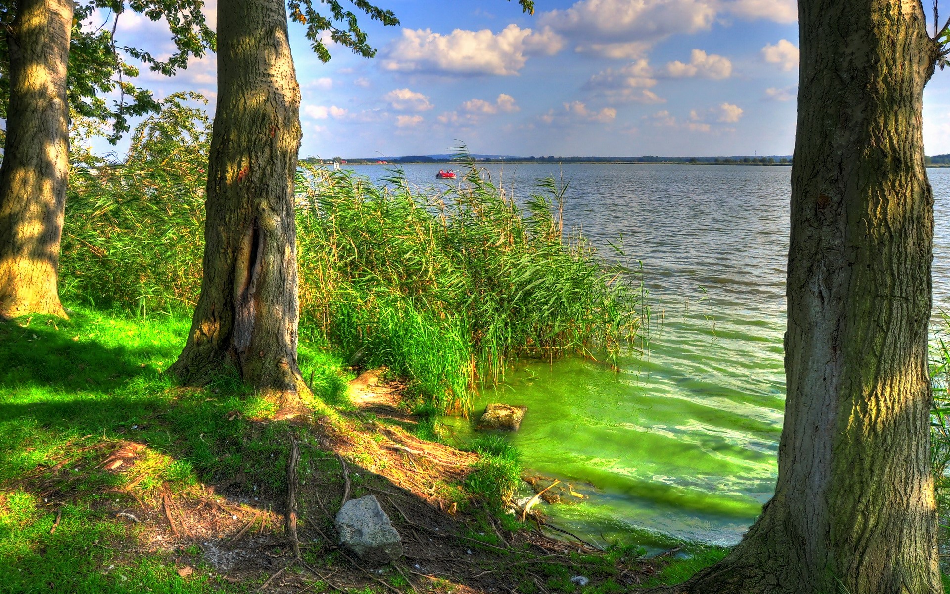 Trees by a lake with green algae HD Wallpaper
