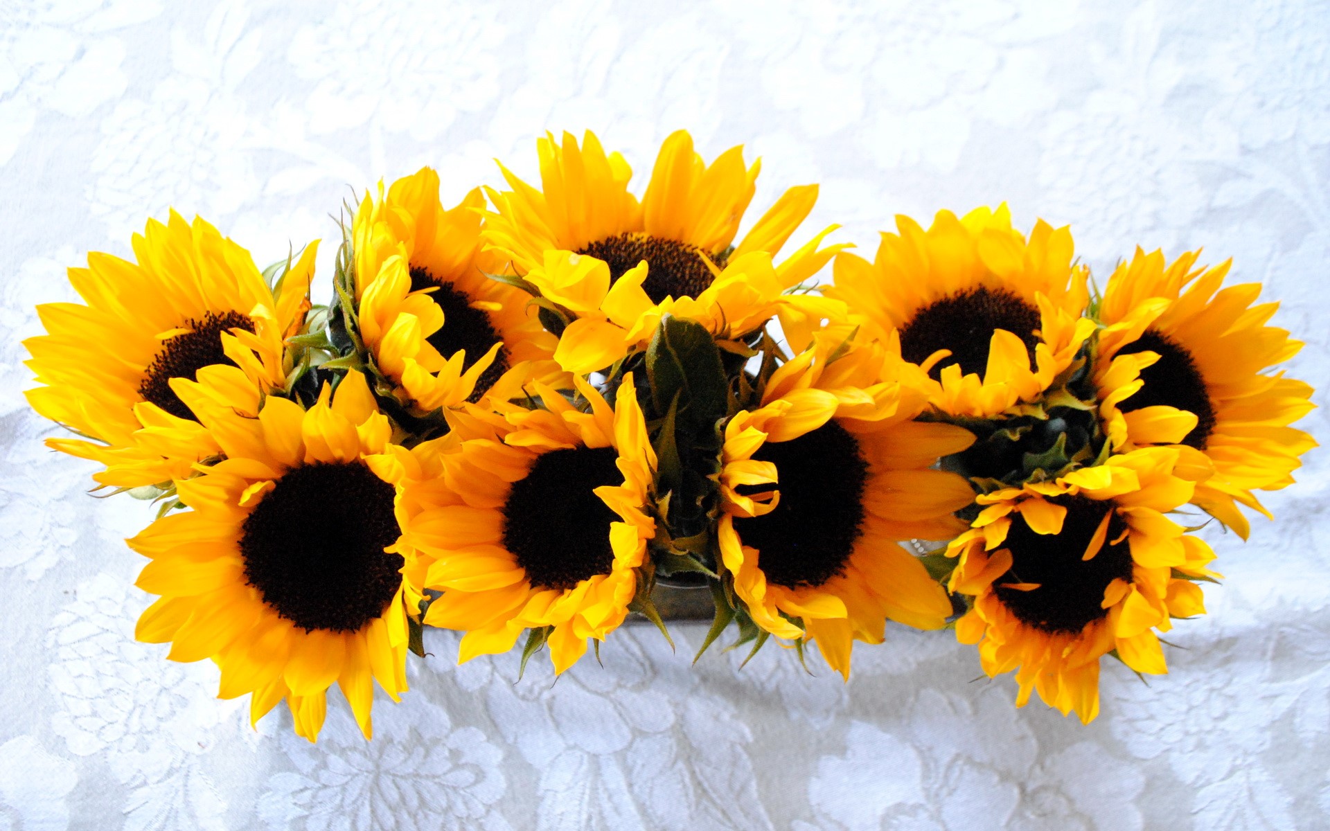 Bouquet of Sunflowers on a White Textured Surface HD Wallpaper