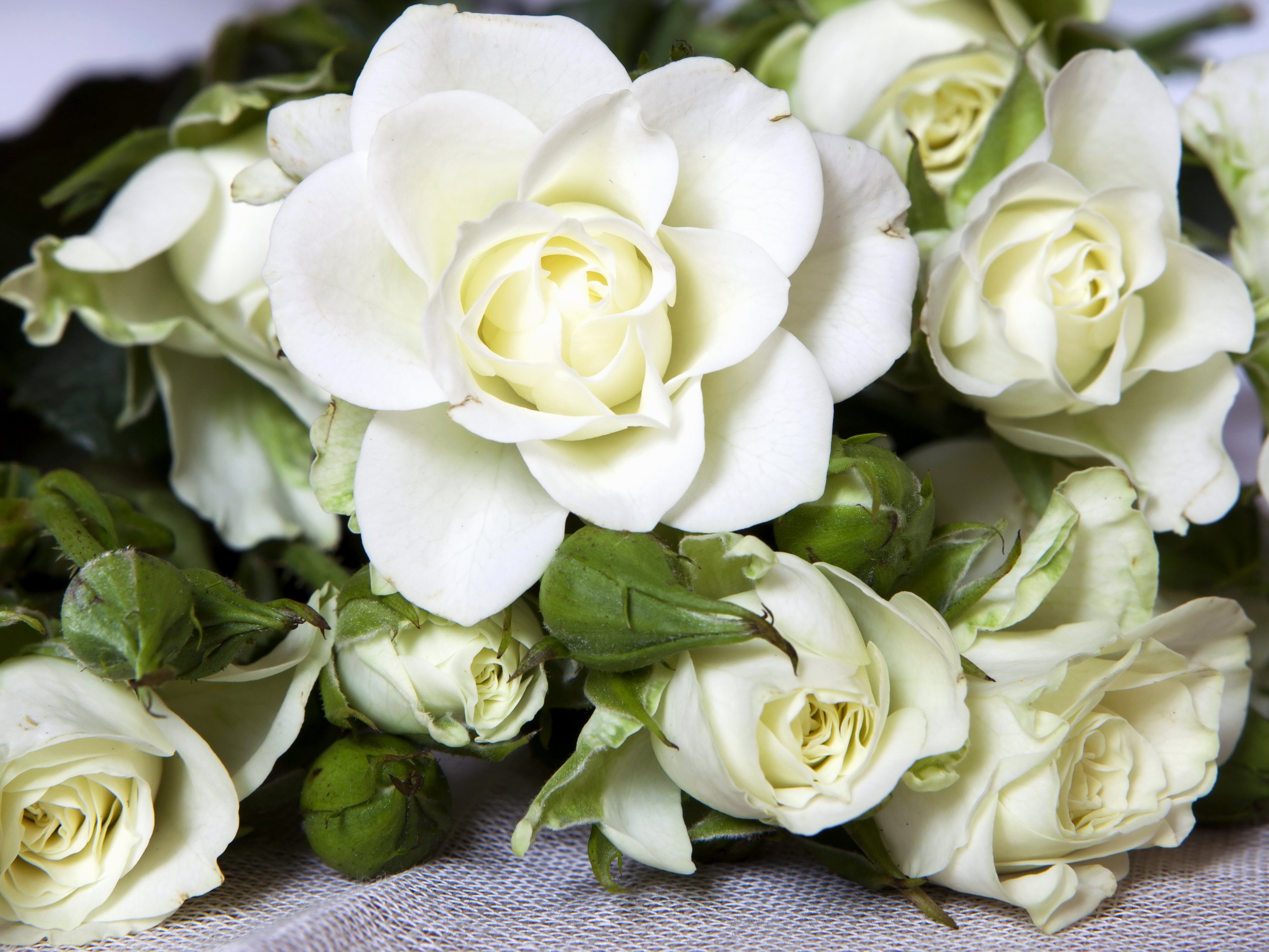 Bouquet of white roses and buds HD Wallpaper