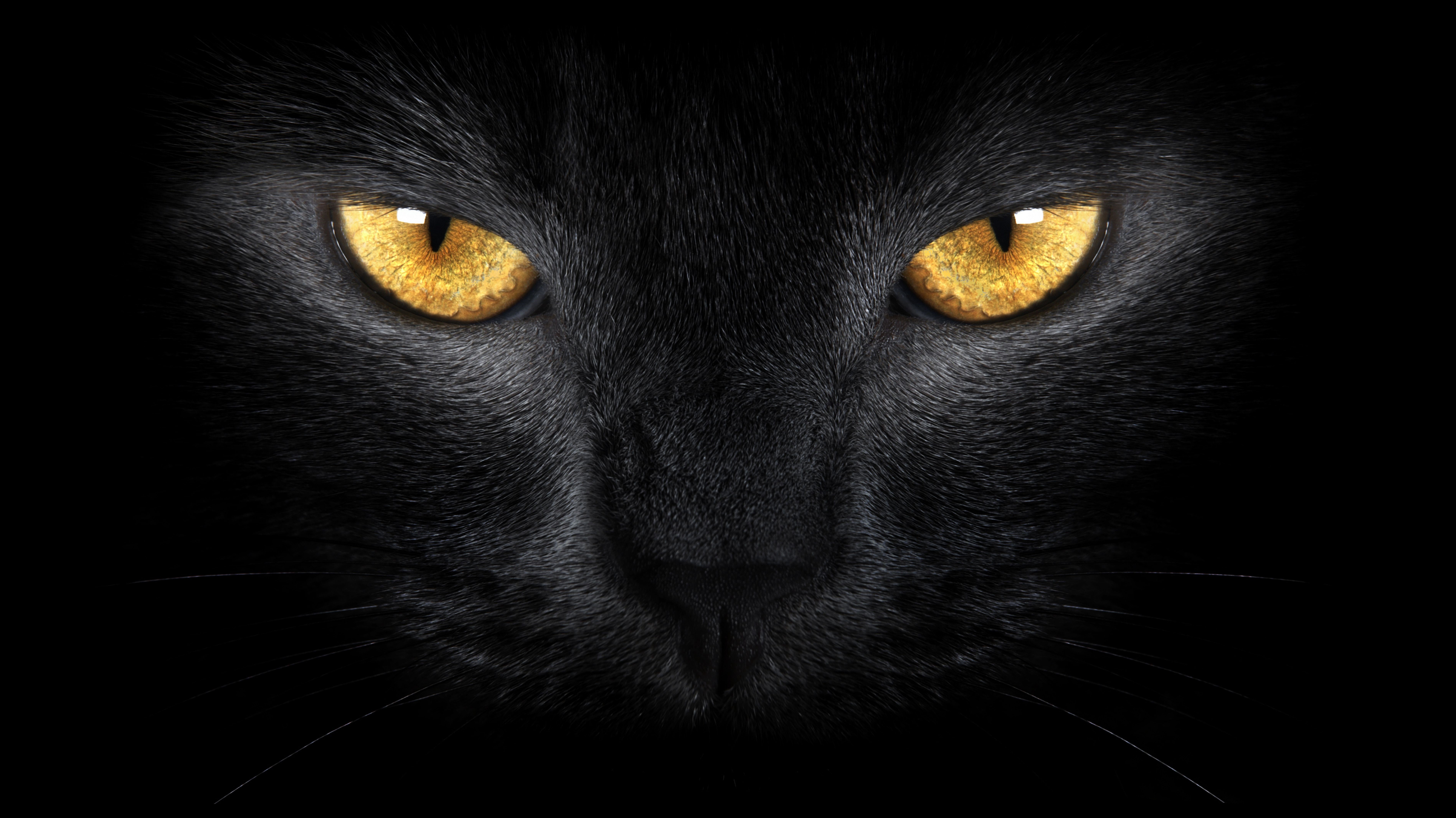 Close-up of a black cat's face with yellow eyes HD Wallpaper
