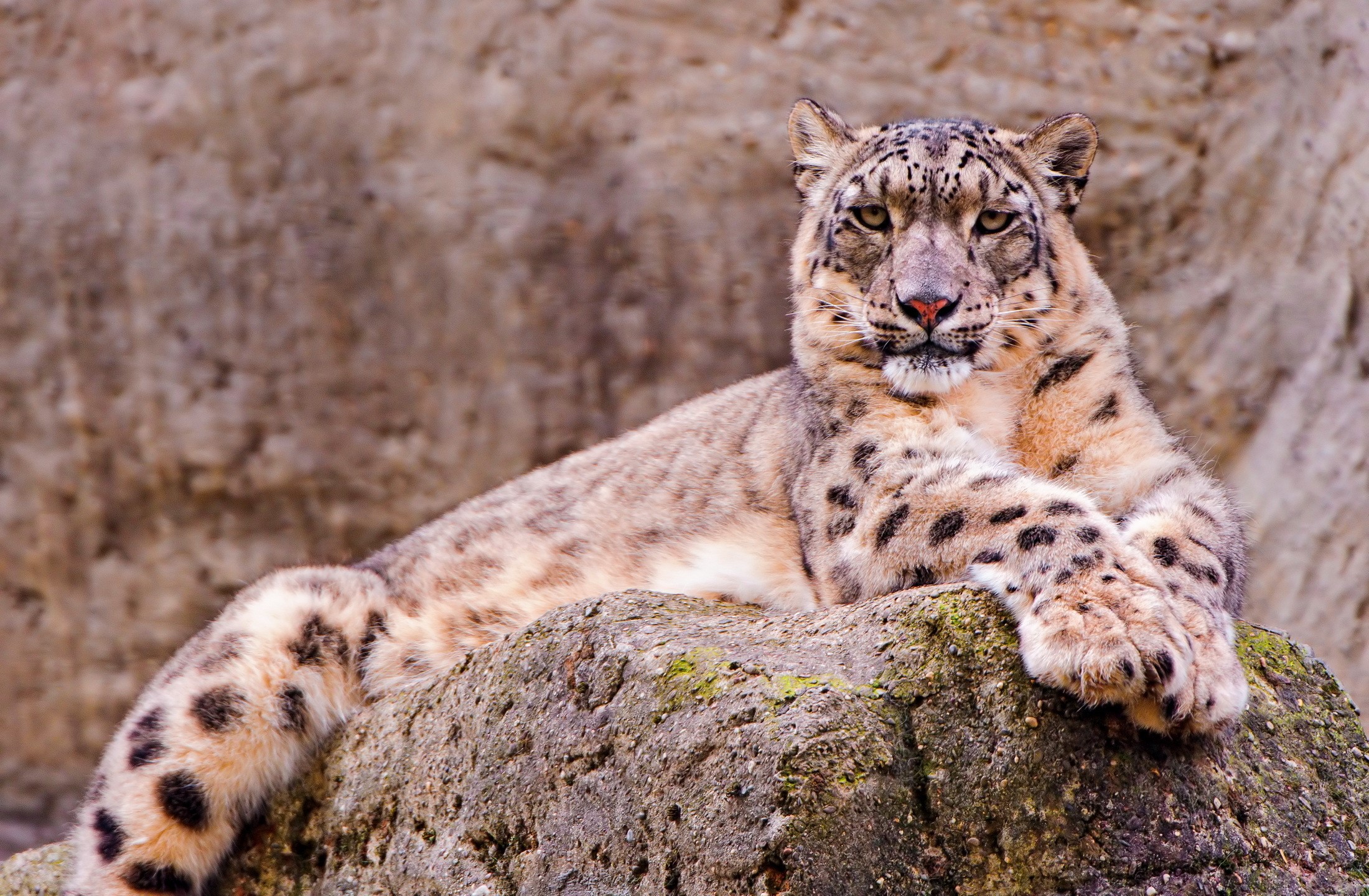 Snow leopard resting on a rock HD Wallpaper