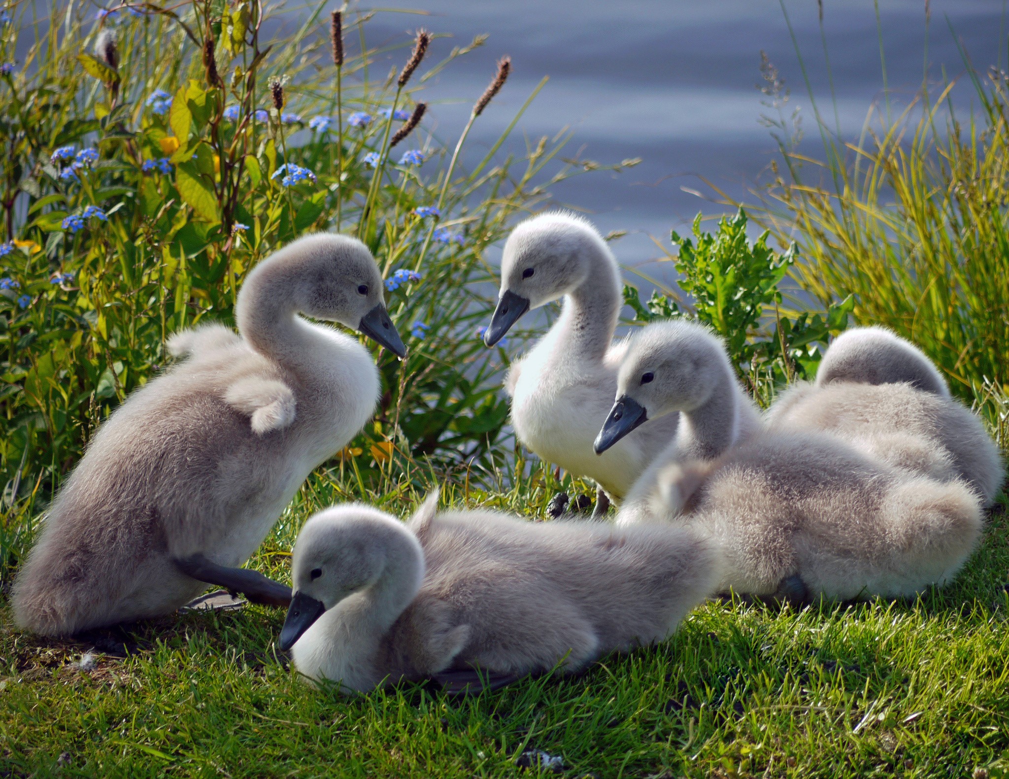 Group of young swans on grassy bank HD Wallpaper