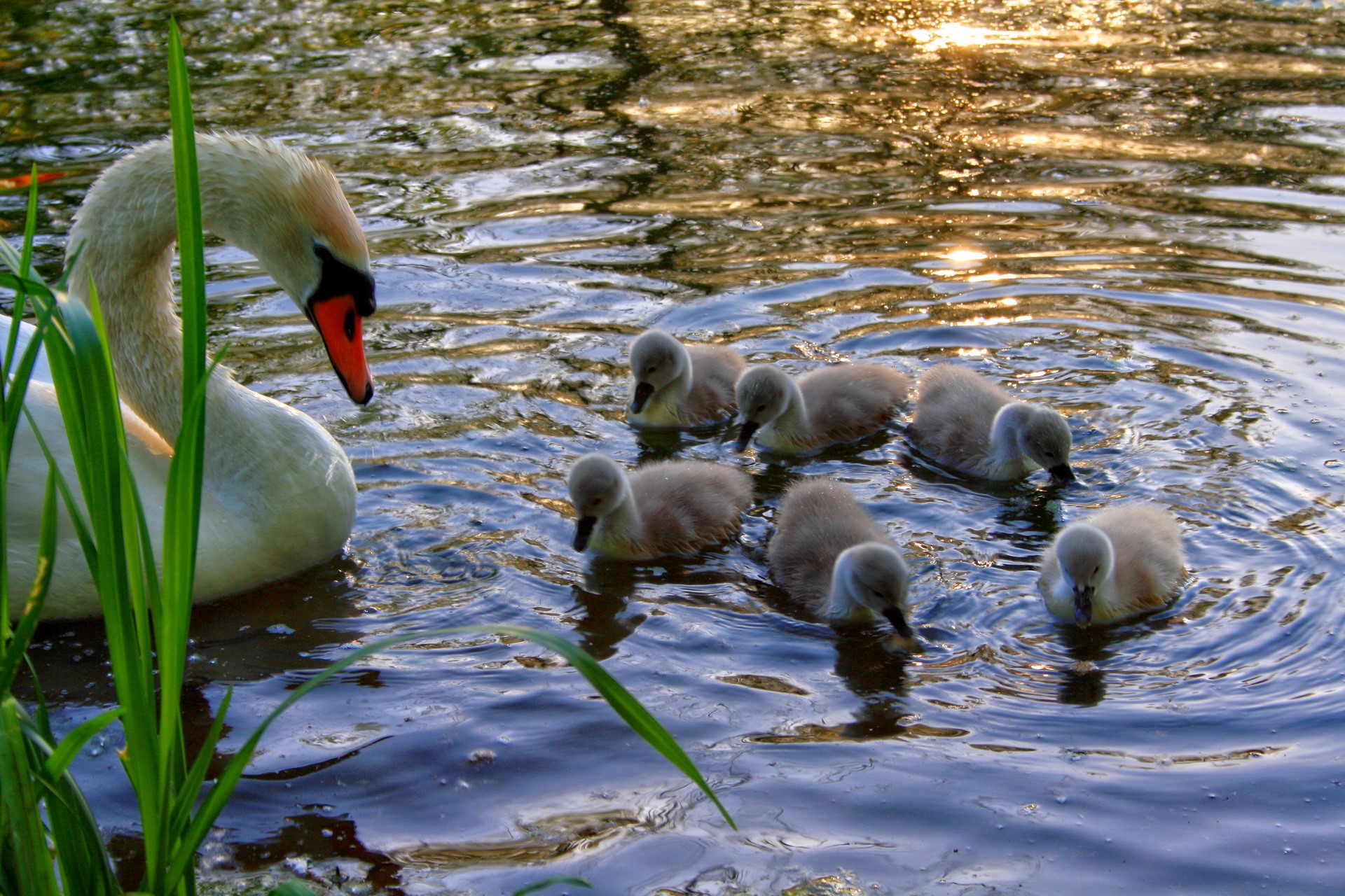 Mother swan with cygnets swimming in a lake HD Wallpaper