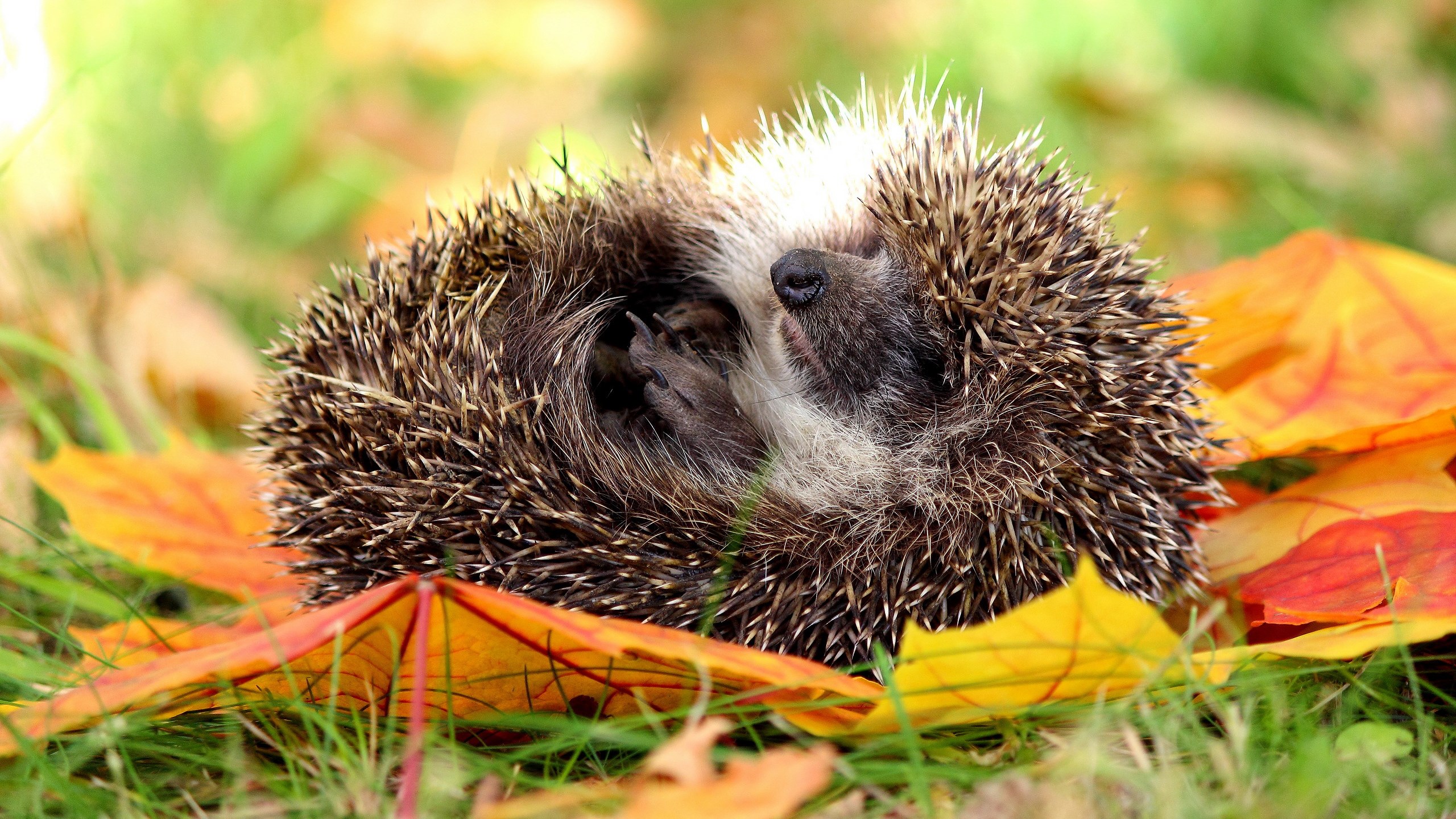 Hedgehog curled up among autumn leaves HD Wallpaper