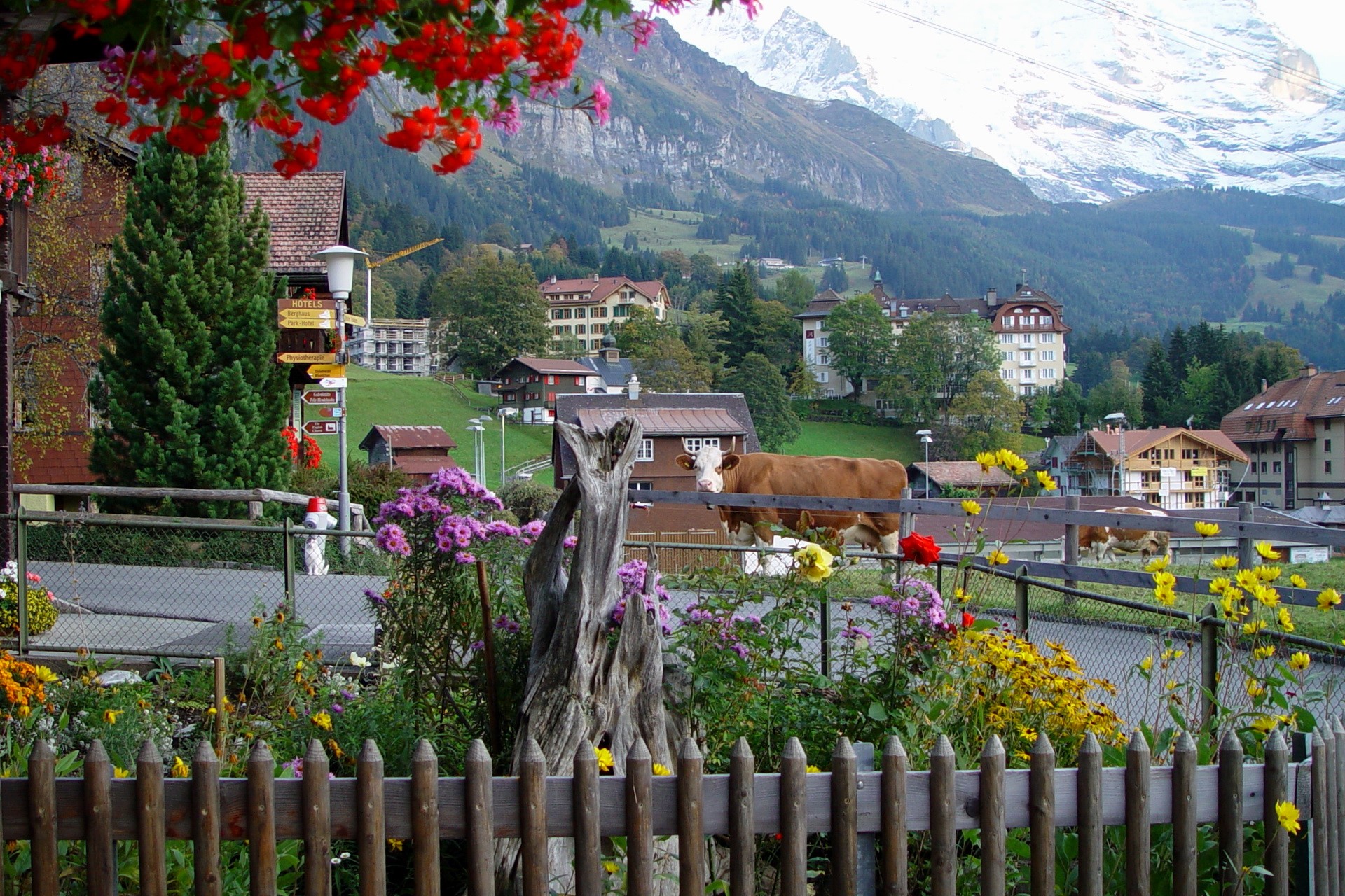 Cows in a Swiss village with mountains HD Wallpaper