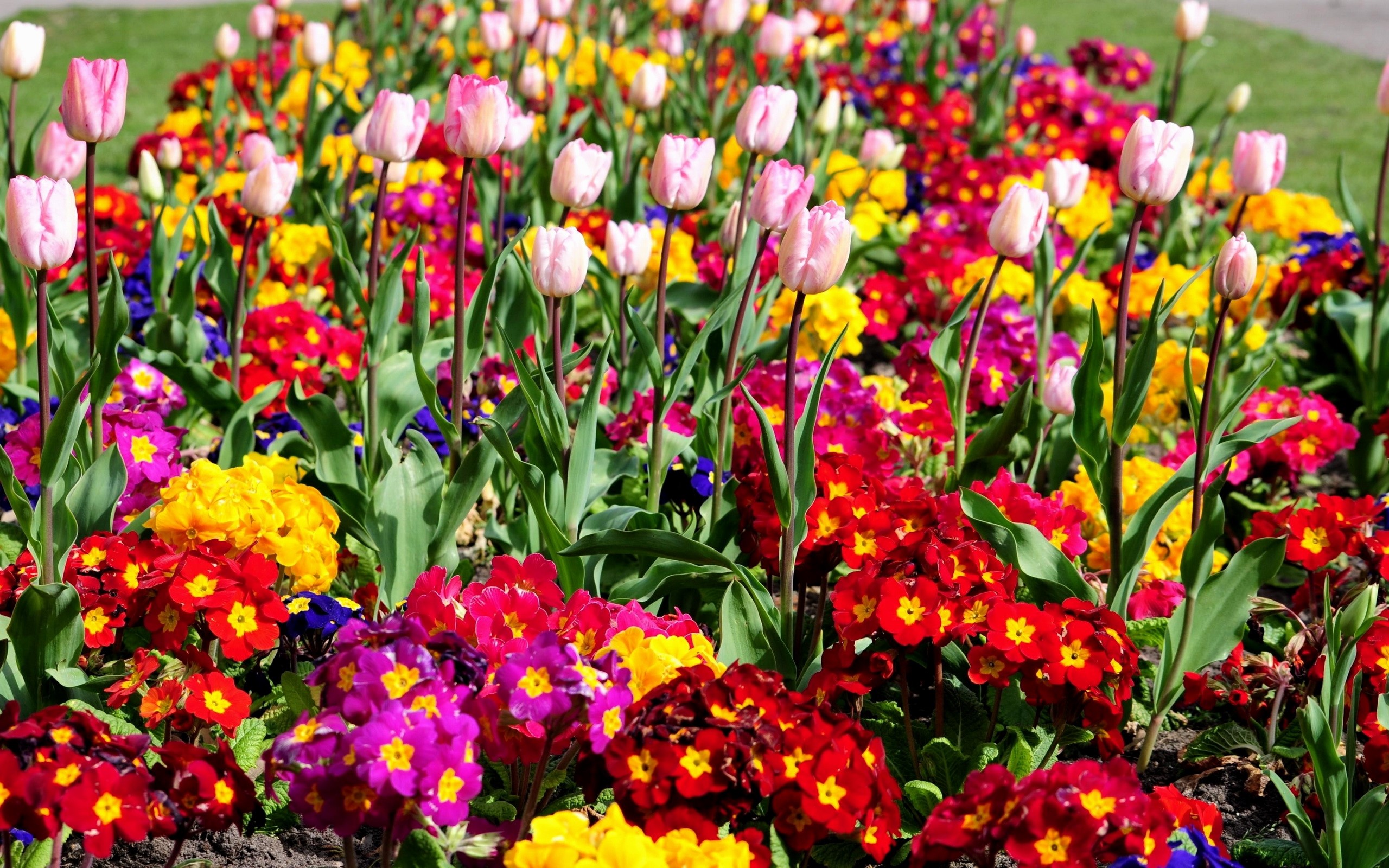 A colorful flower bed with tulips and primroses HD Wallpaper