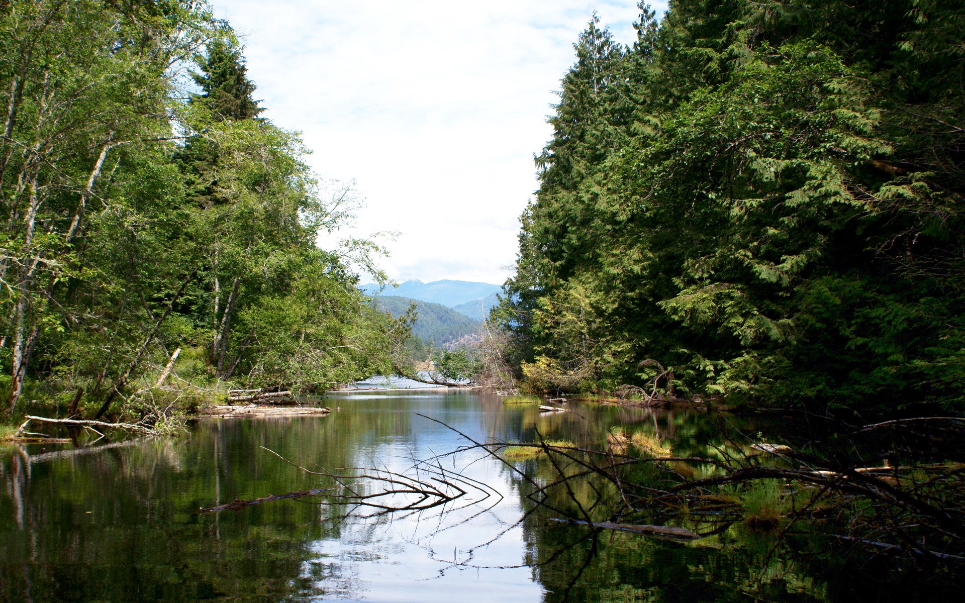 River flowing through a forest in Wells Gray Provincial Park HD Wallpaper