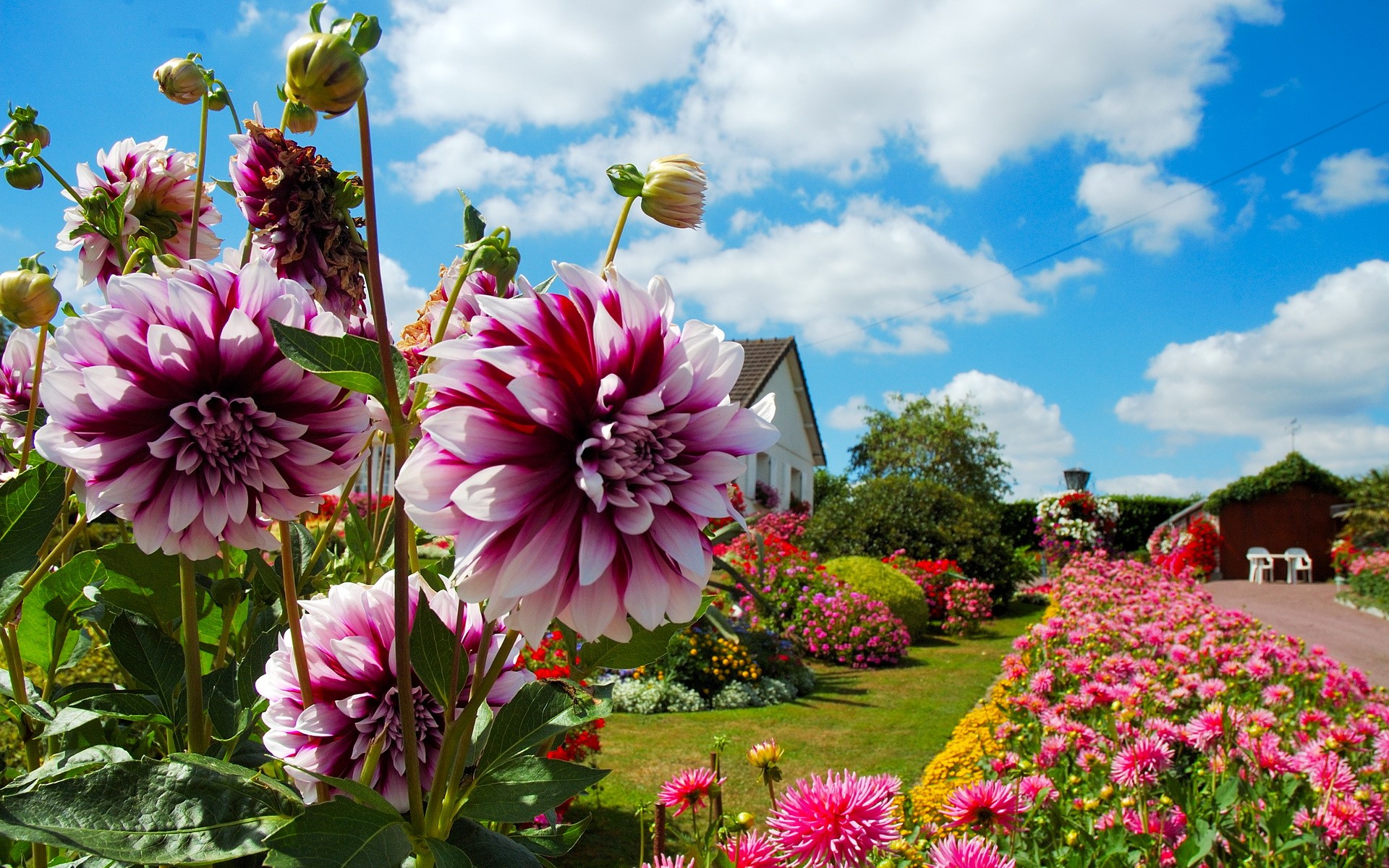 Dahlias in a garden with a house HD Wallpaper