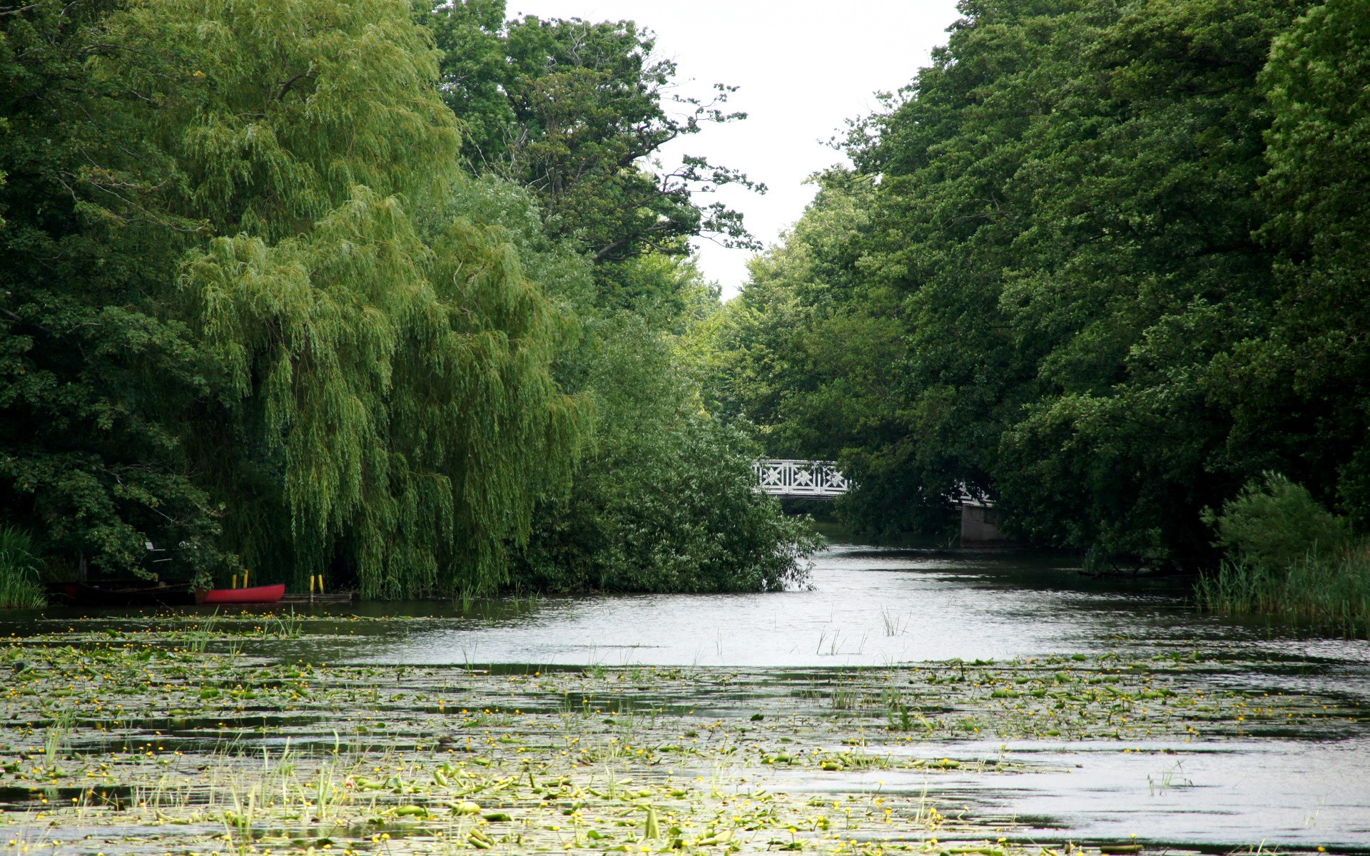River with lily pads and trees HD Wallpaper