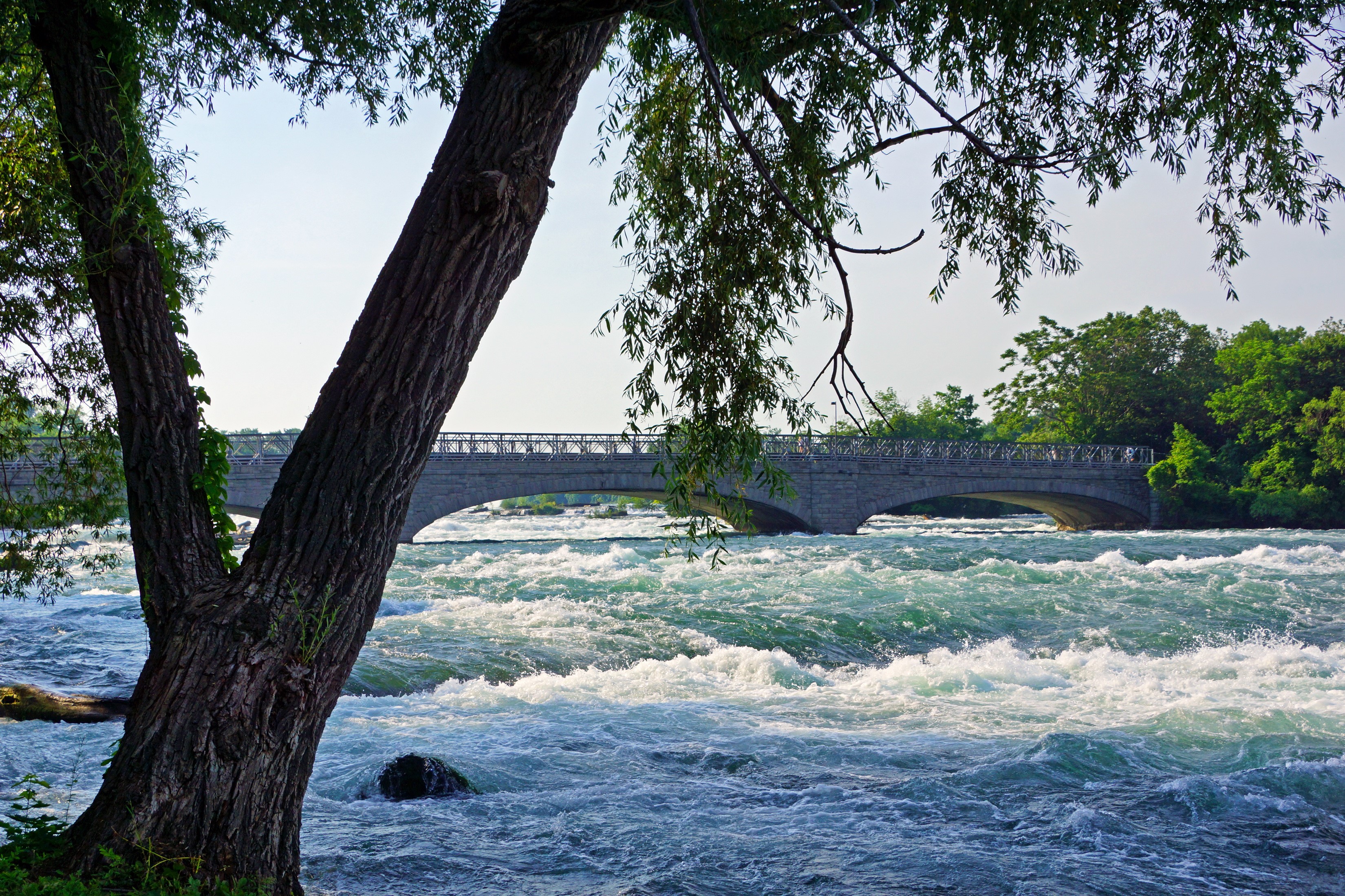Bridge over rapids with tree in foreground HD Wallpaper