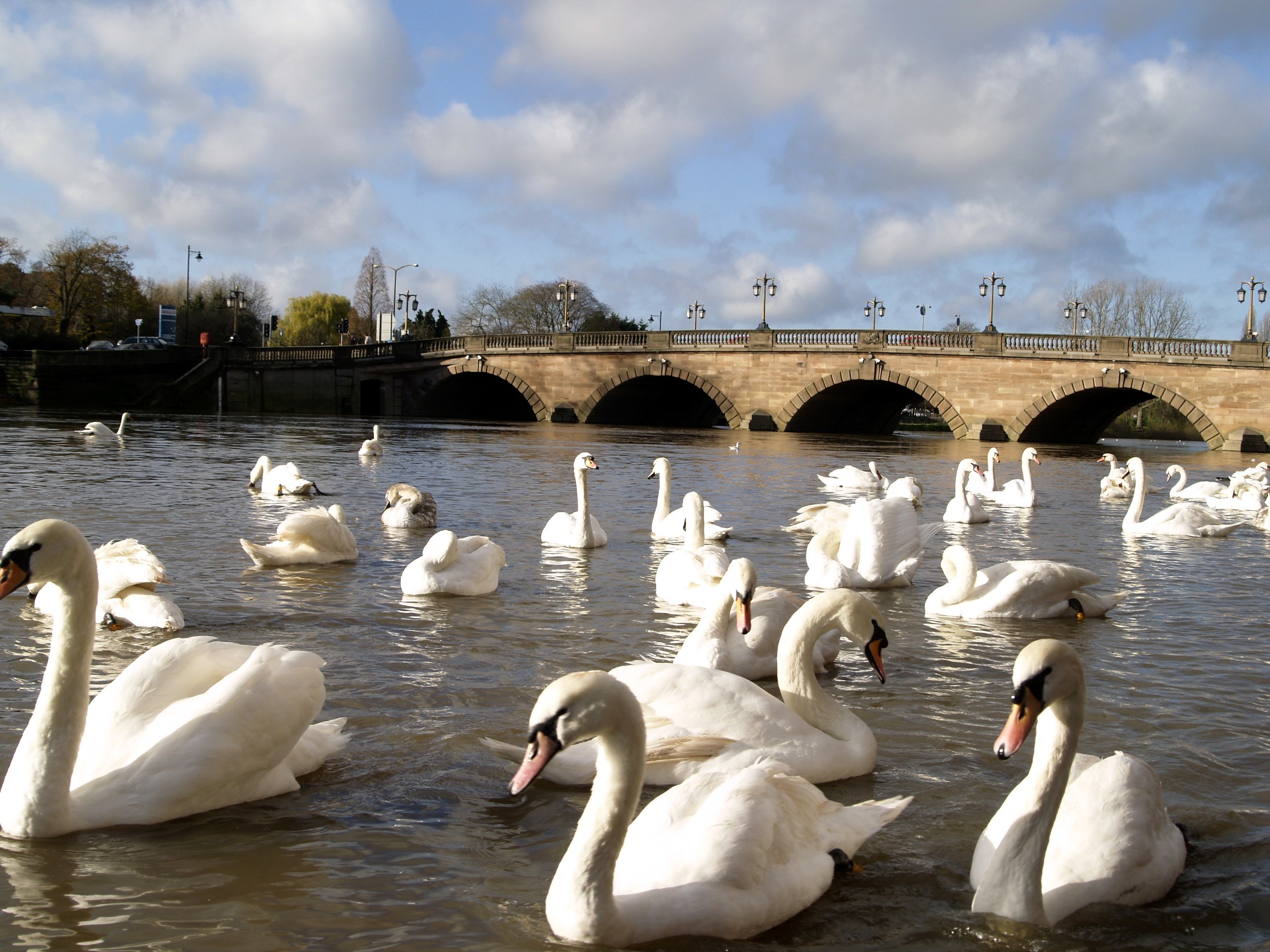 Swans swimming in a river with a bridge in the background HD Wallpaper