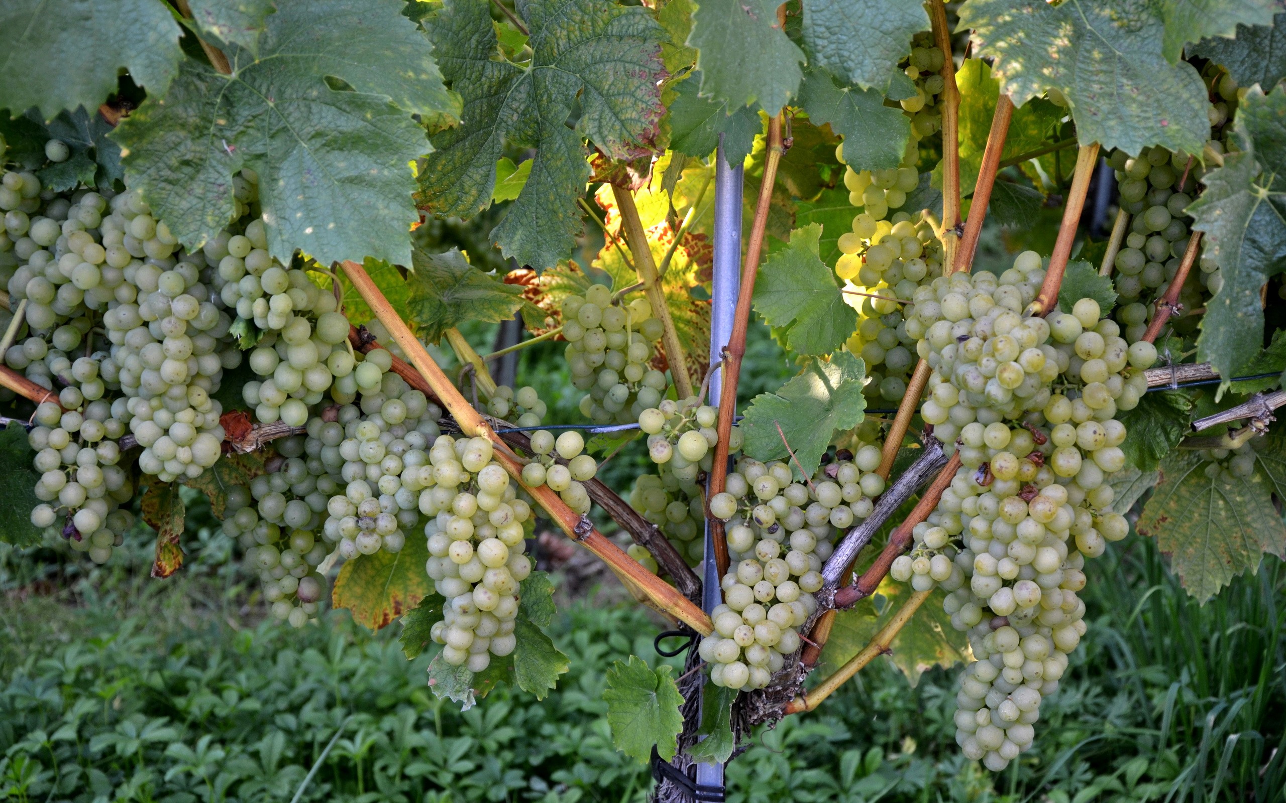 White Grapes on a Vine HD Wallpaper