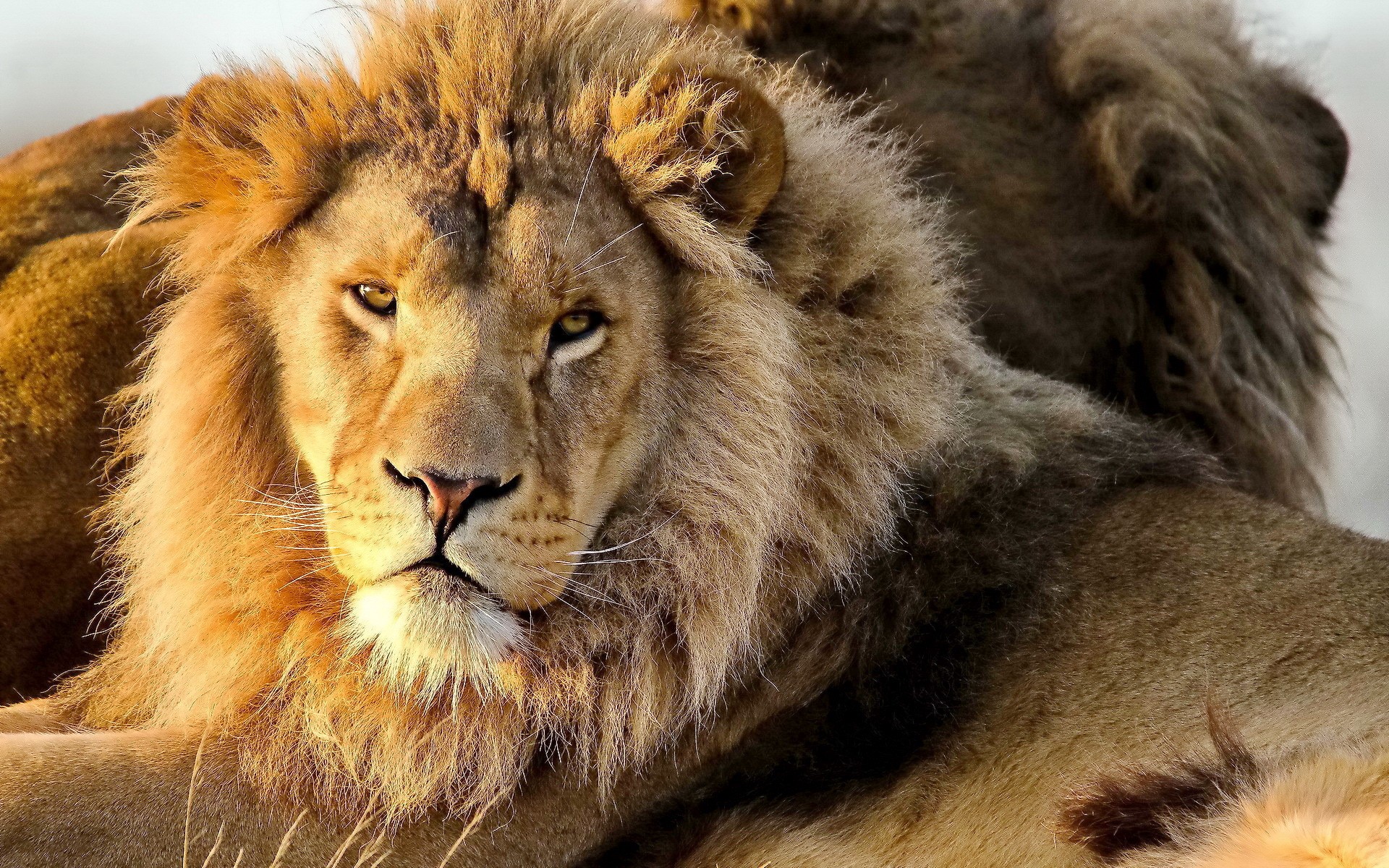Close-up of a male lion's face HD Wallpaper