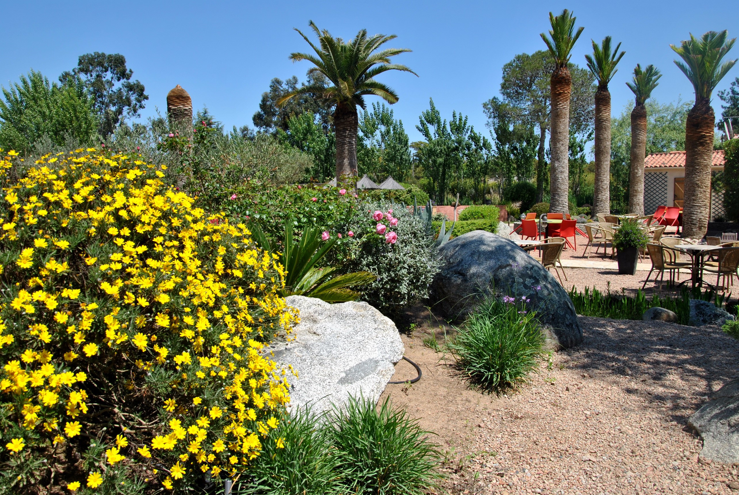 Outdoor cafe with palm trees and yellow flowers HD Wallpaper