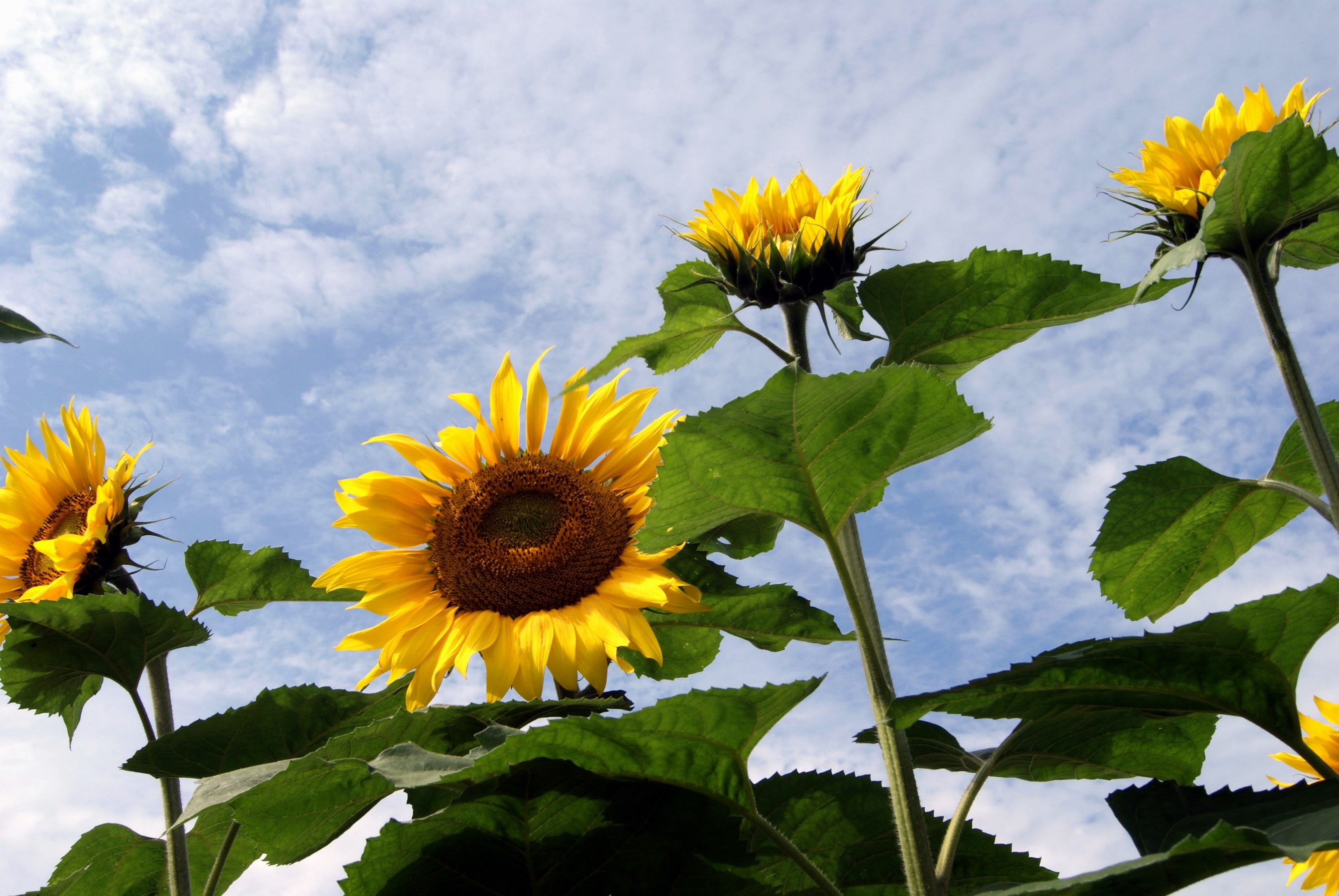 Sunflowers against a blue sky with clouds HD Wallpaper