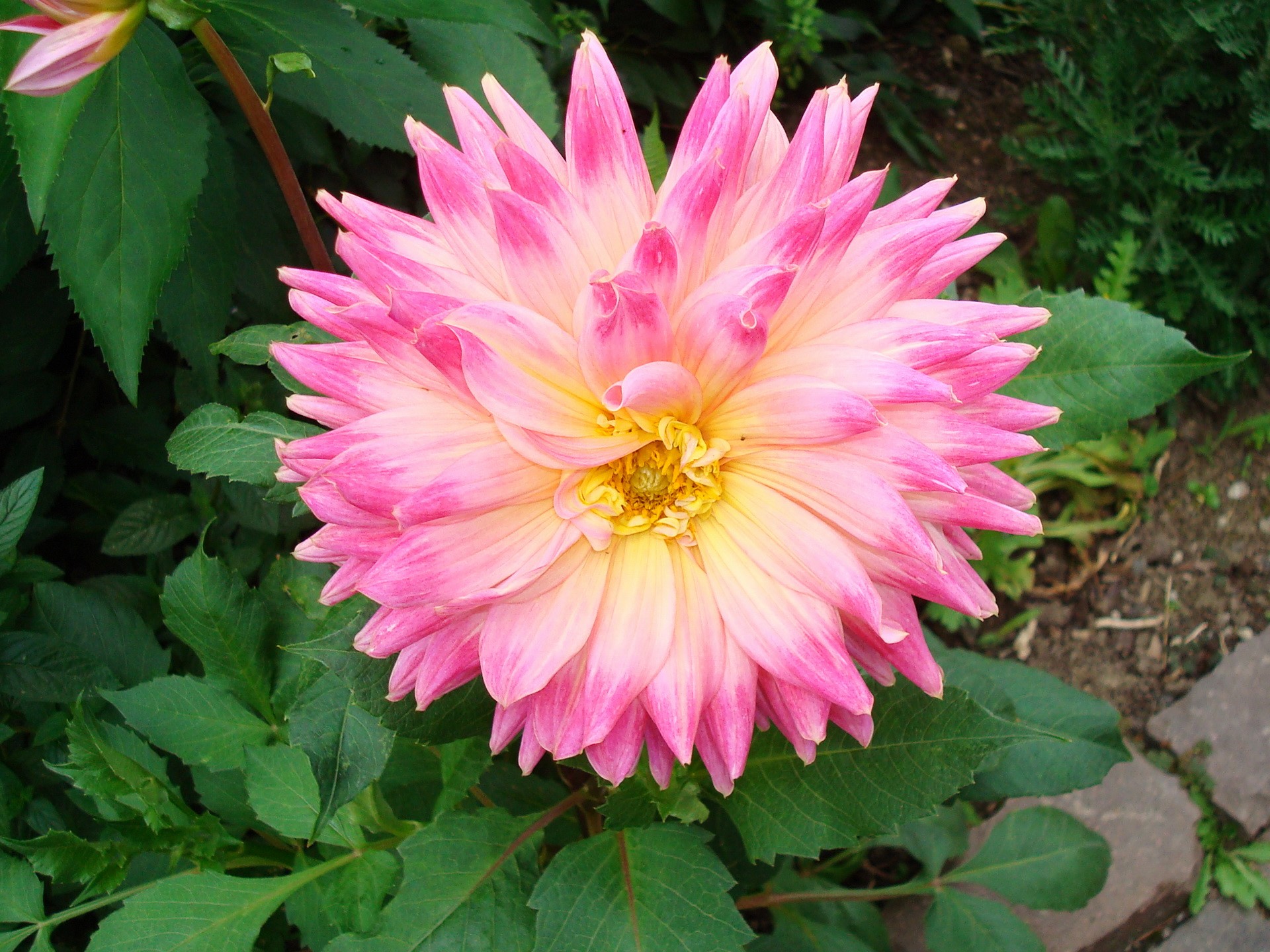 Pink and yellow dahlia flower HD Wallpaper