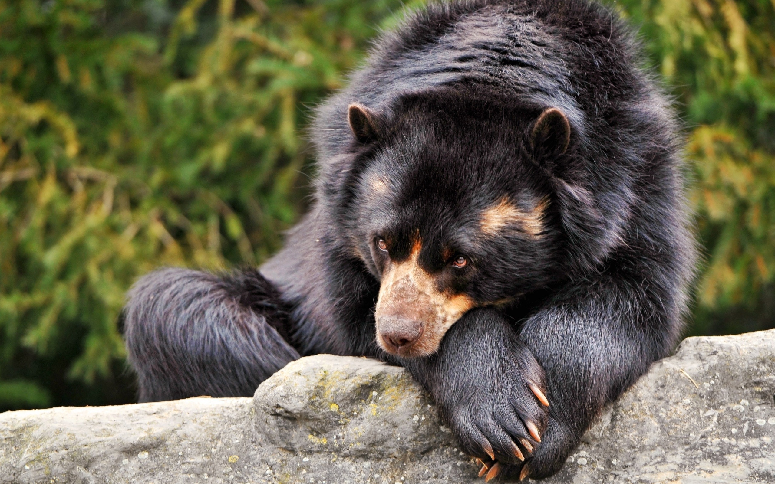 Andean bear resting on a rock HD Wallpaper