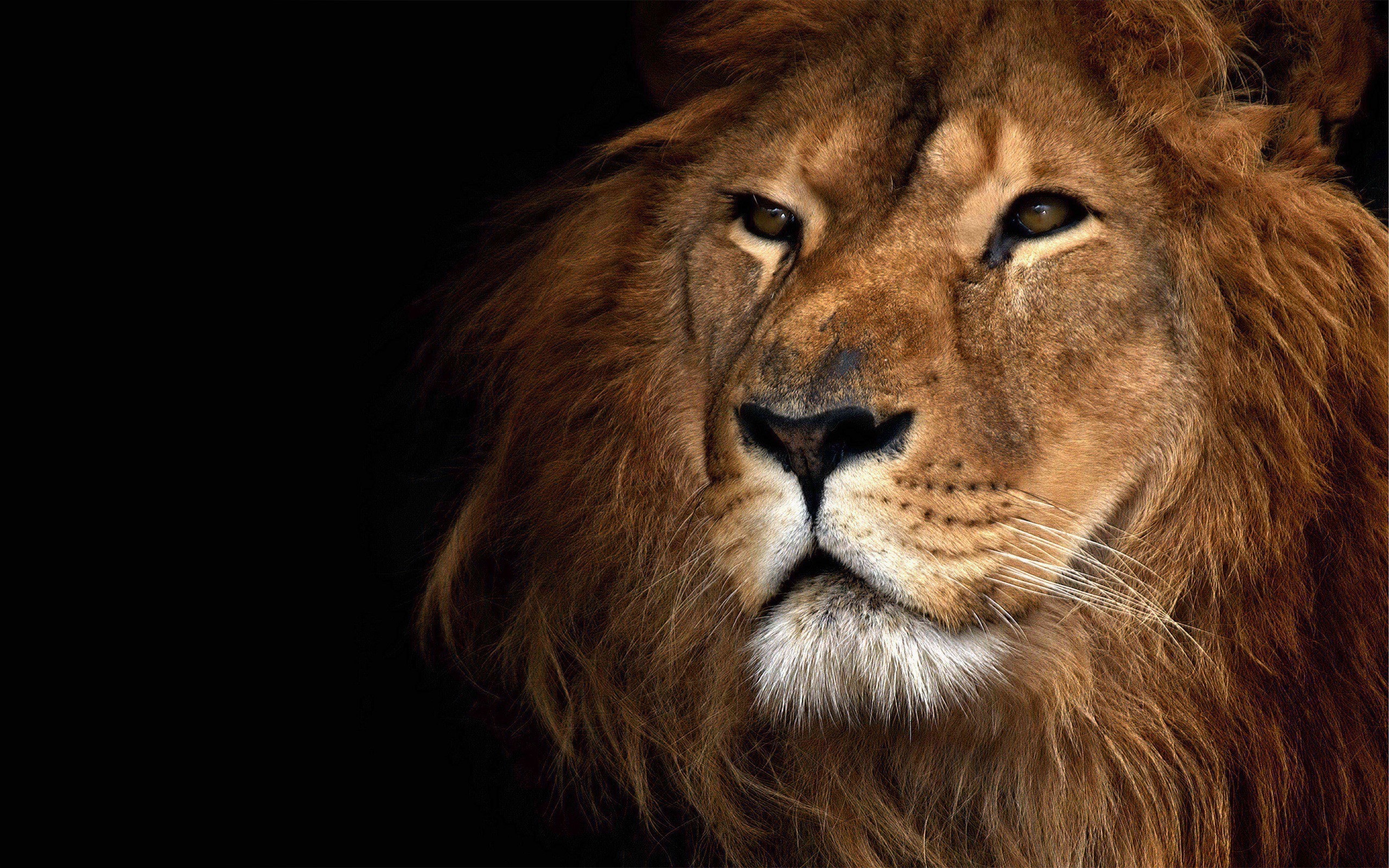 Close-up portrait of a male lion HD Wallpaper