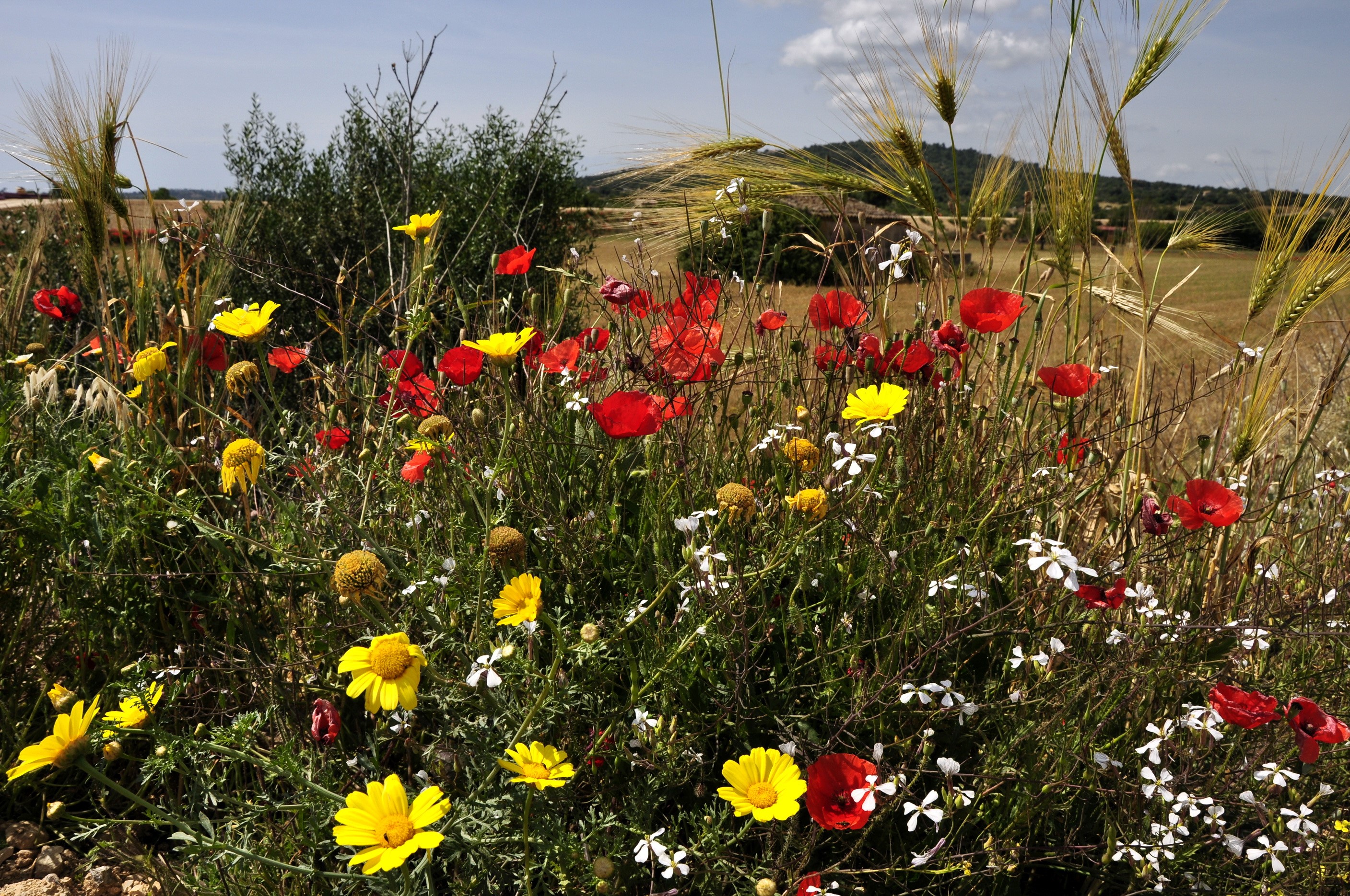 Field of Poppies and Wildflowers HD Wallpaper