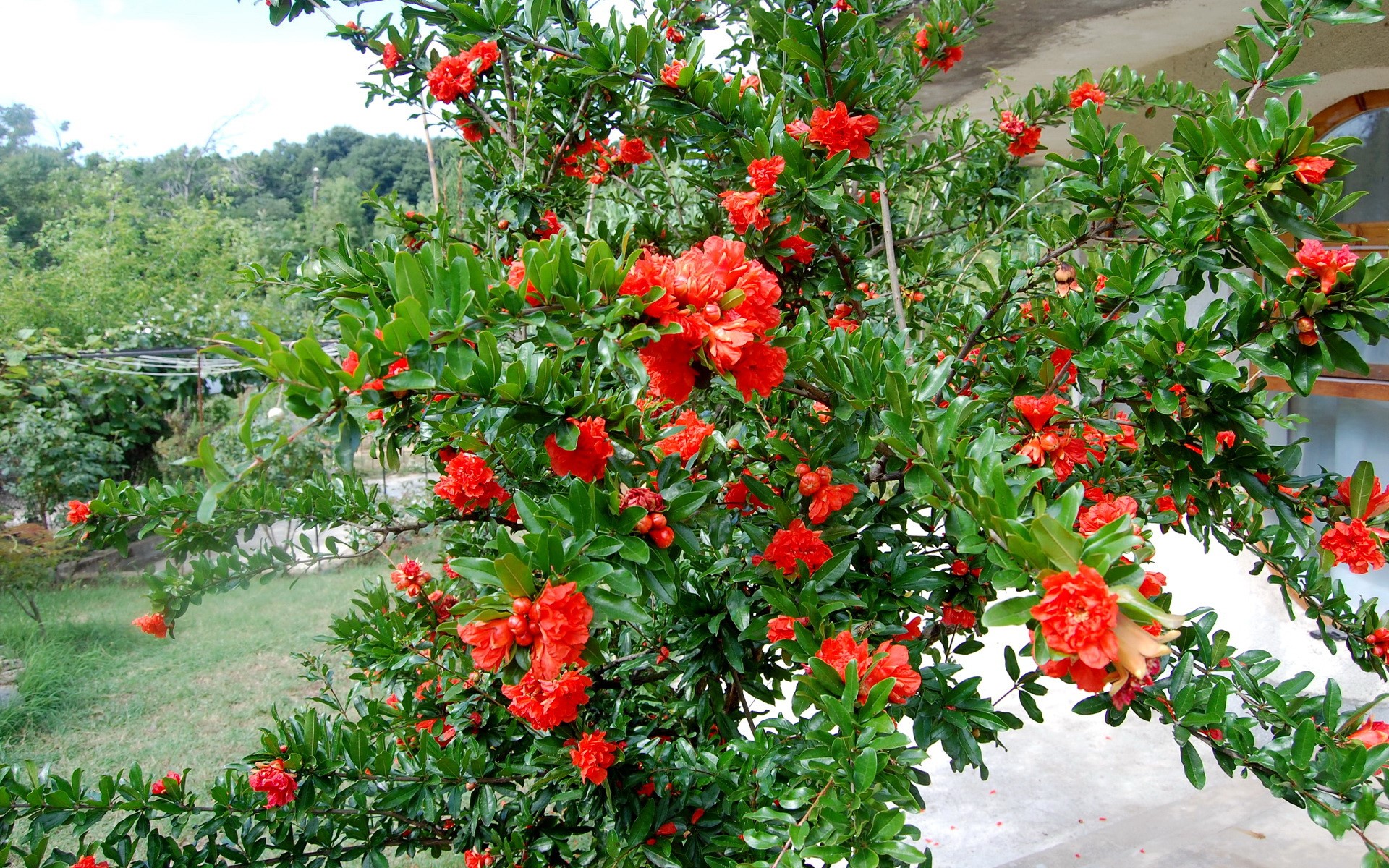Pomegranate tree with red flowers HD Wallpaper