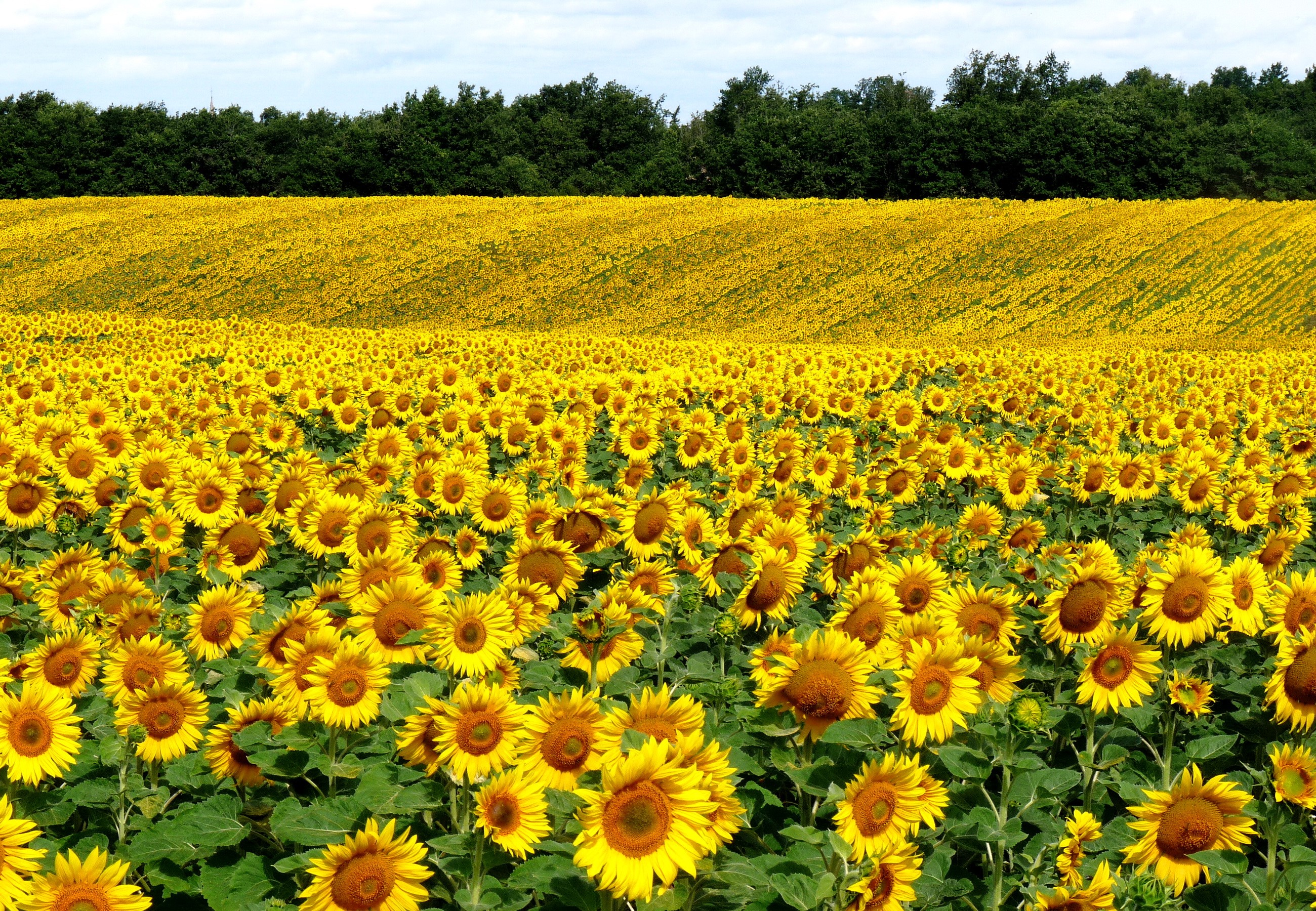 Field of Sunflowers with Forest Background HD Wallpaper