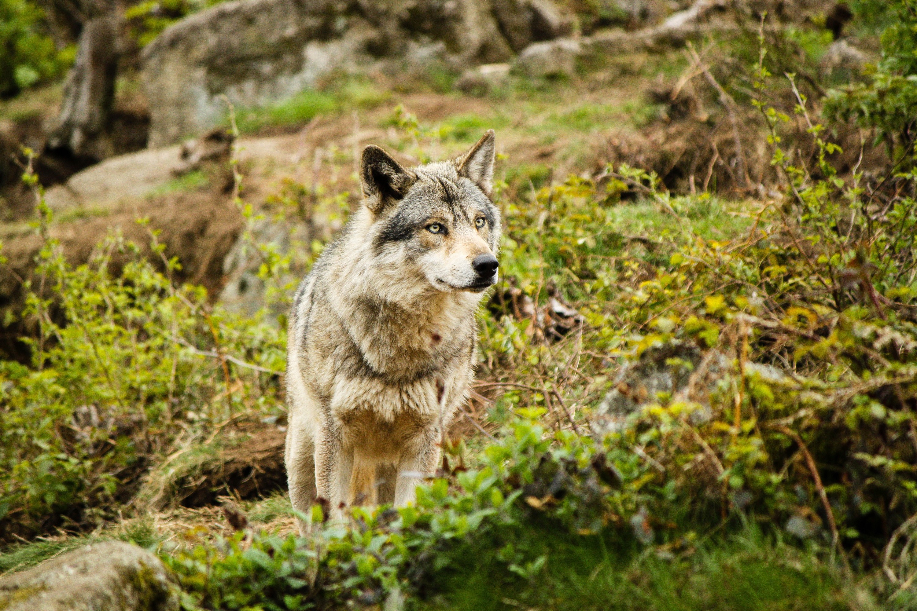 Wolf standing in a rocky, green landscape HD Wallpaper