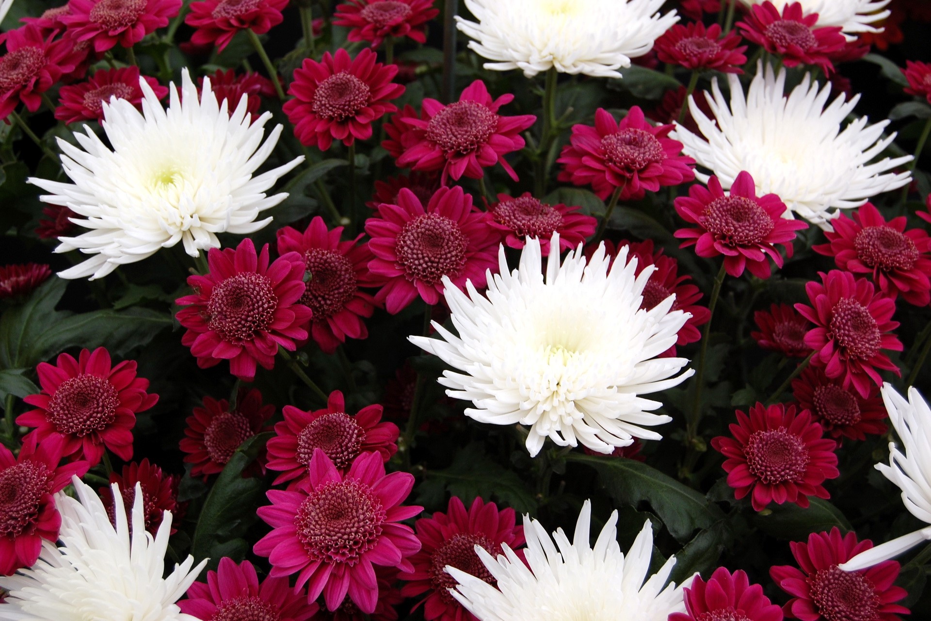 White and magenta chrysanthemums HD Wallpaper