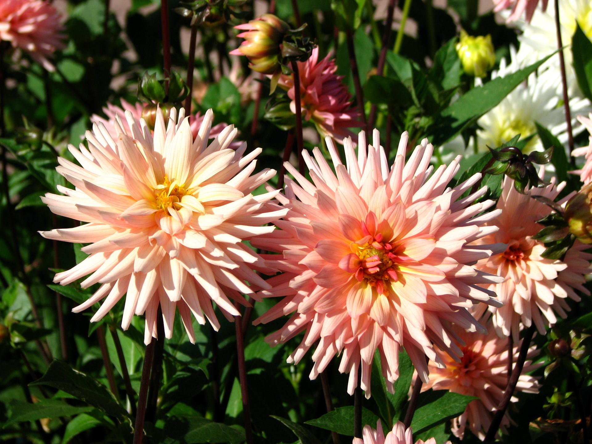 Close-up of pink and yellow dahlias HD Wallpaper