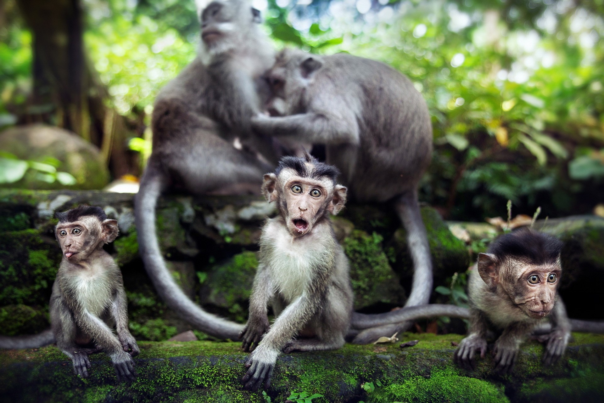 Four monkeys sitting on a mossy wall in a forest HD Wallpaper