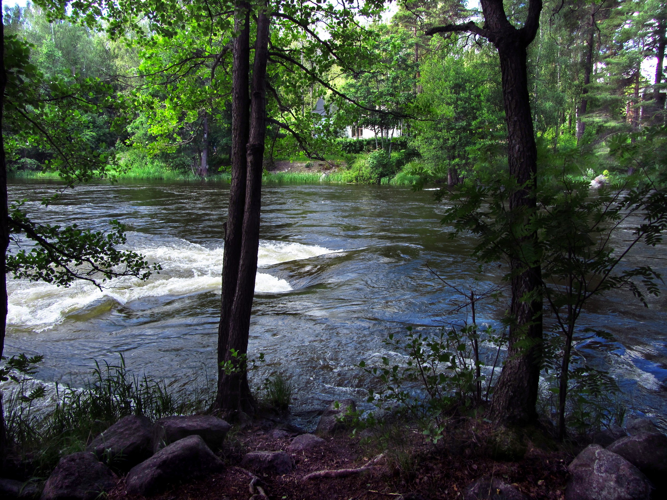 River flowing through a forest with trees HD Wallpaper