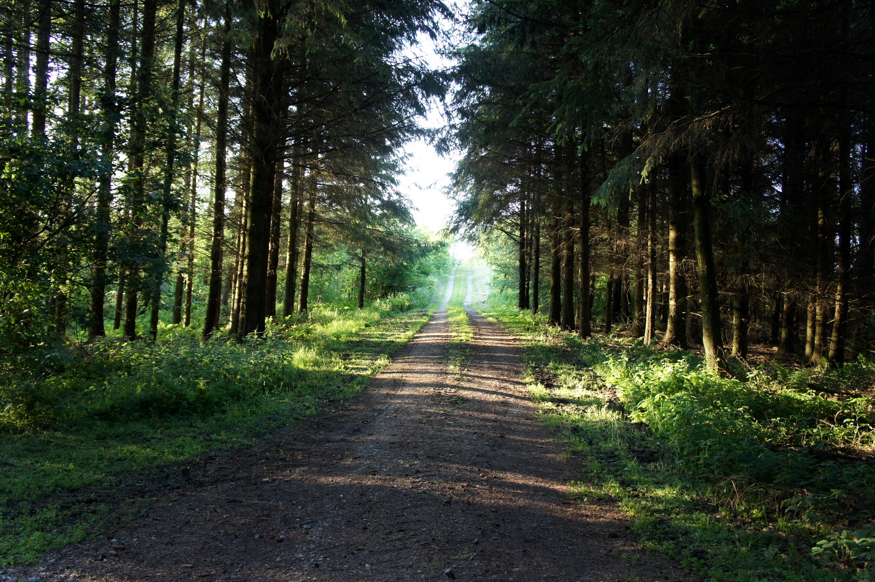 Dirt road through a sunlit forest HD Wallpaper