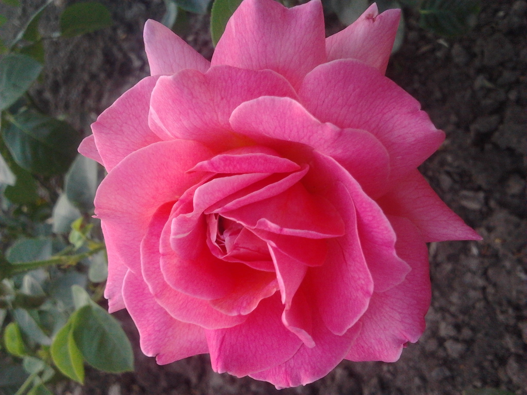 Close-up of a pink rose in bloom HD Wallpaper