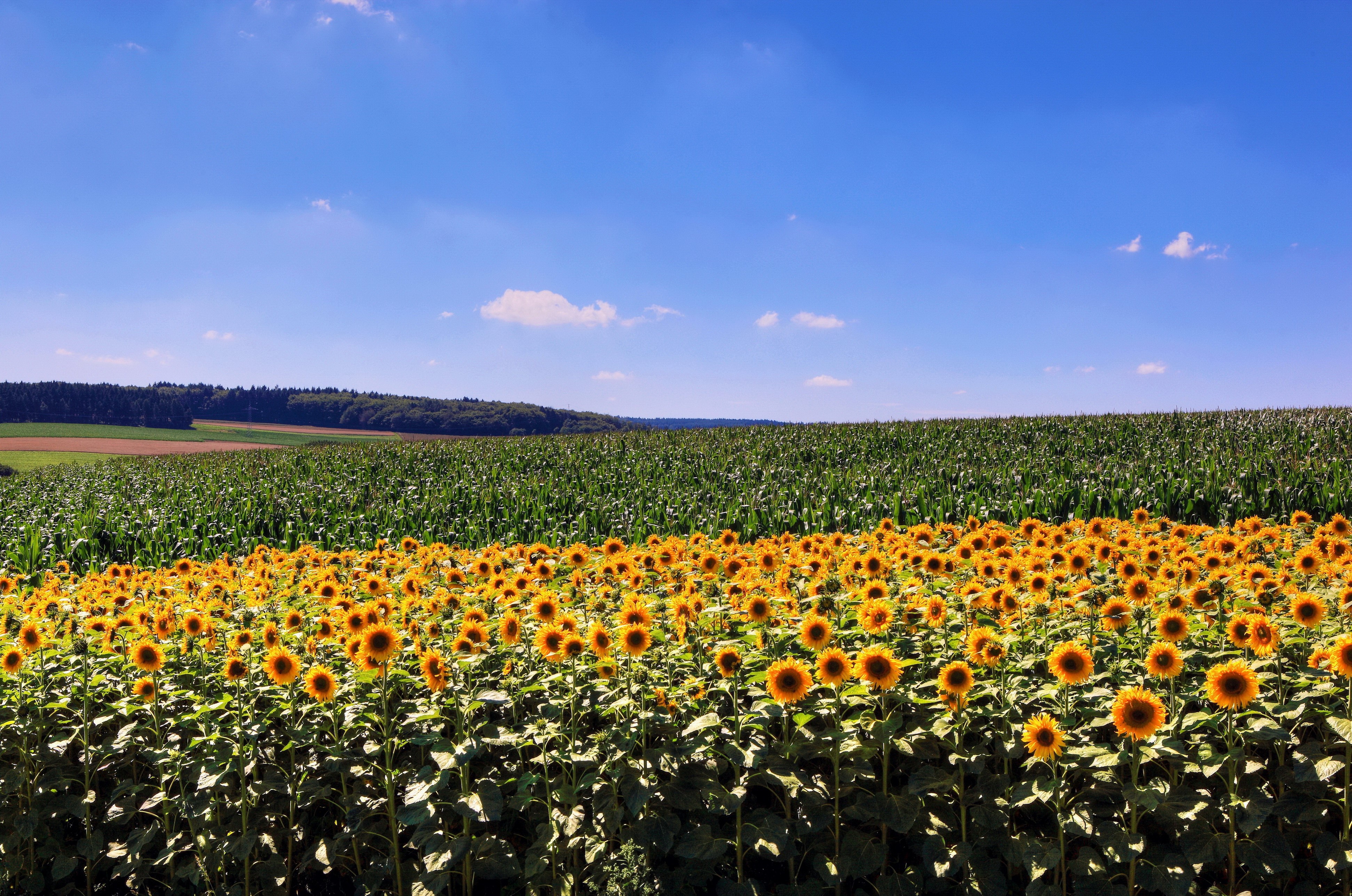 Sunflower and Corn Fields under Blue Sky HD Wallpaper