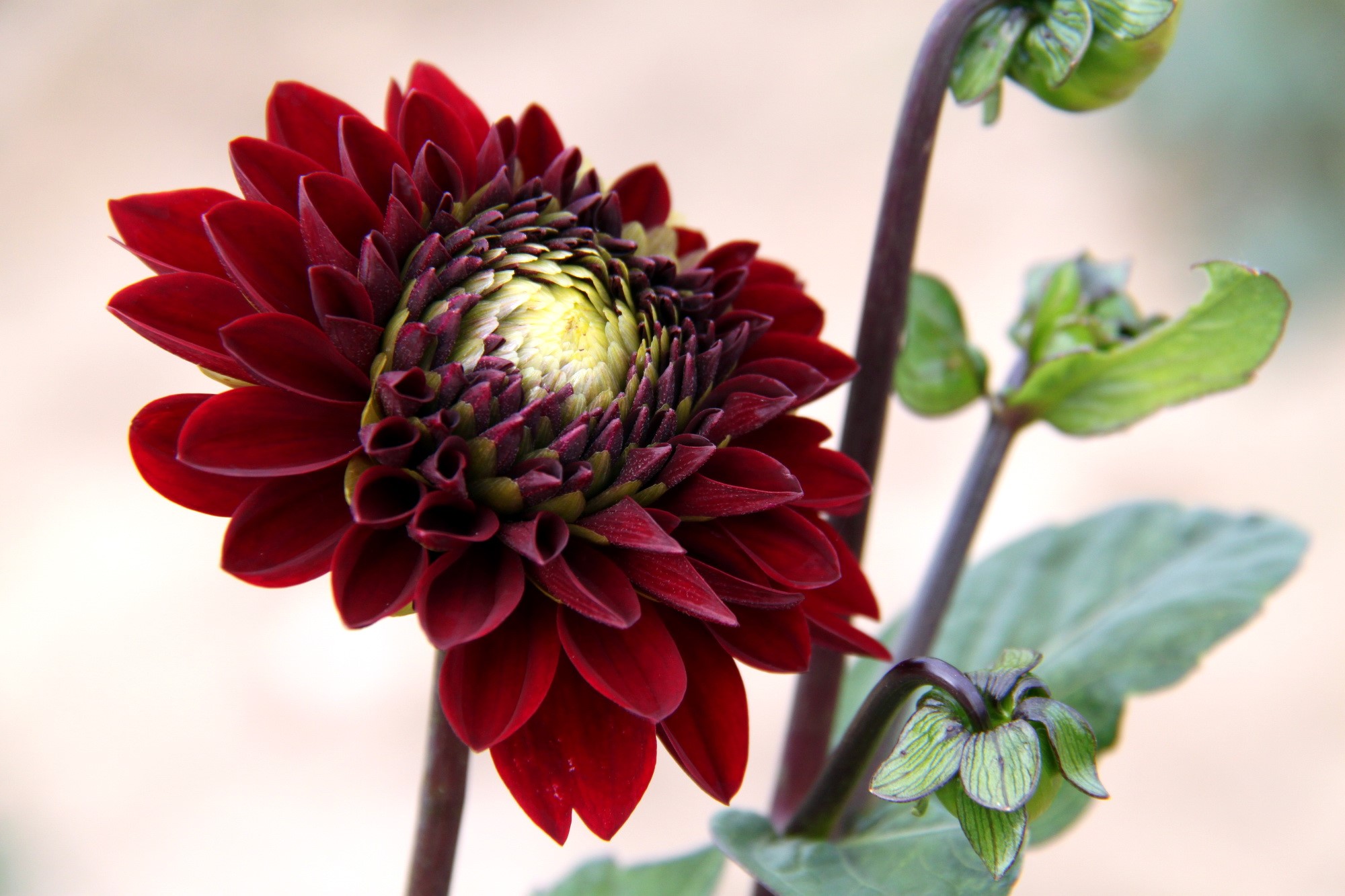 Dark Red Dahlia Flower with Buds HD Wallpaper