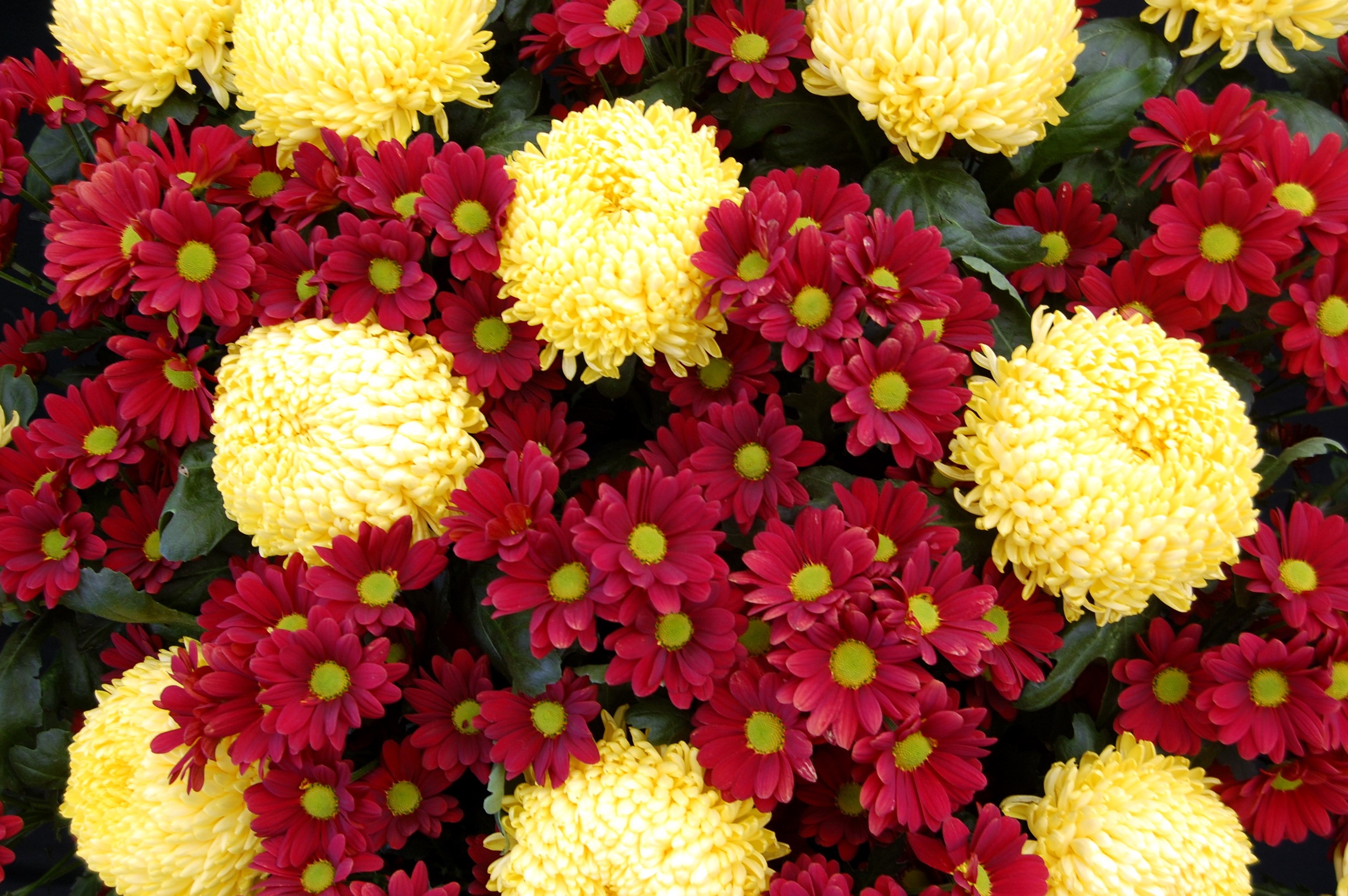 Yellow and red chrysanthemums HD Wallpaper
