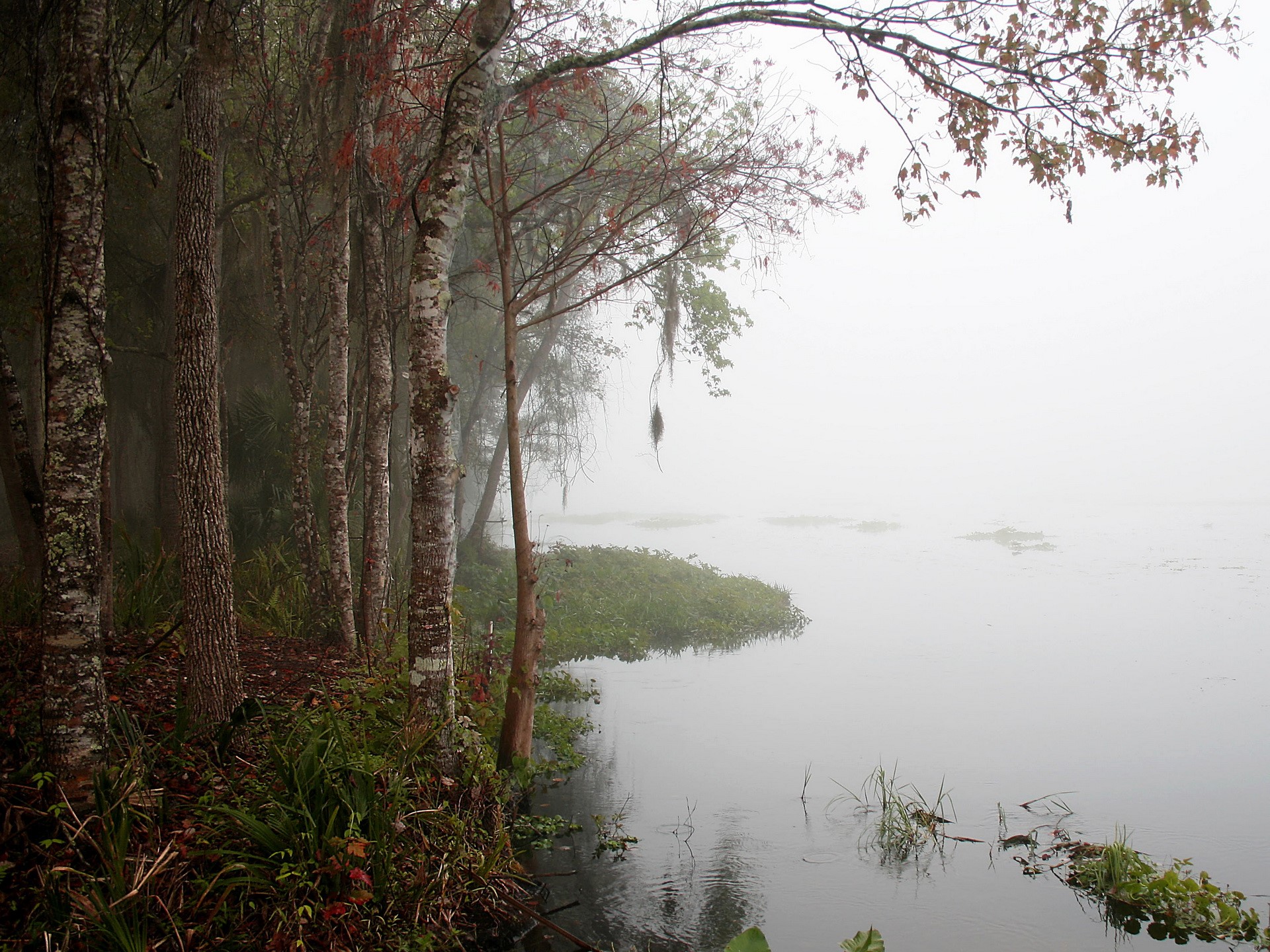 Misty Riverbank with Trees HD Wallpaper