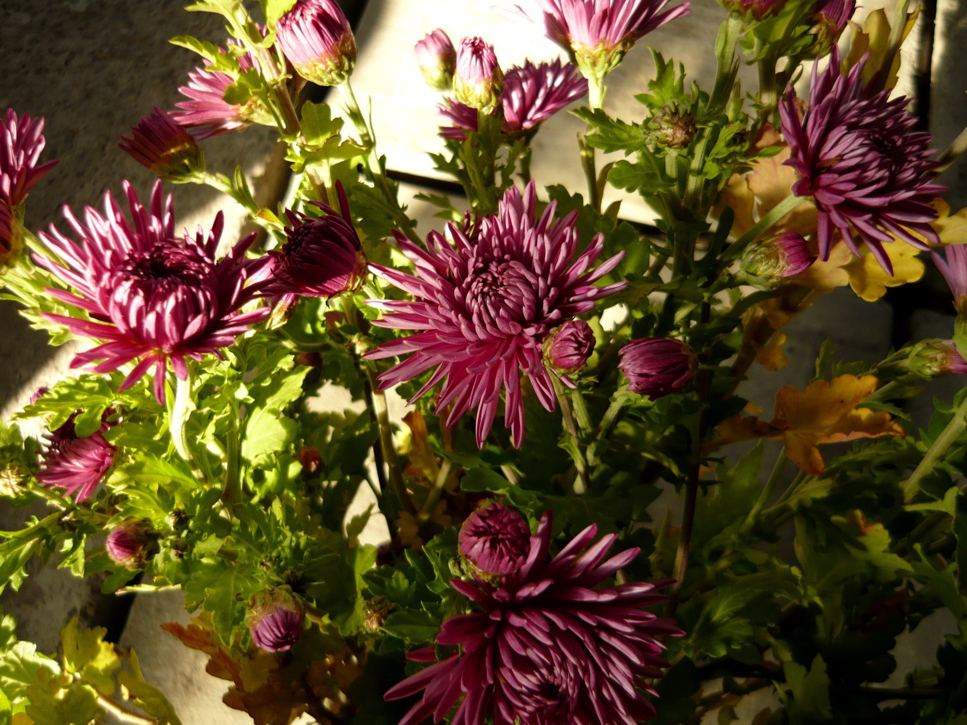 Purple Chrysanthemums in Sunlight HD Wallpaper