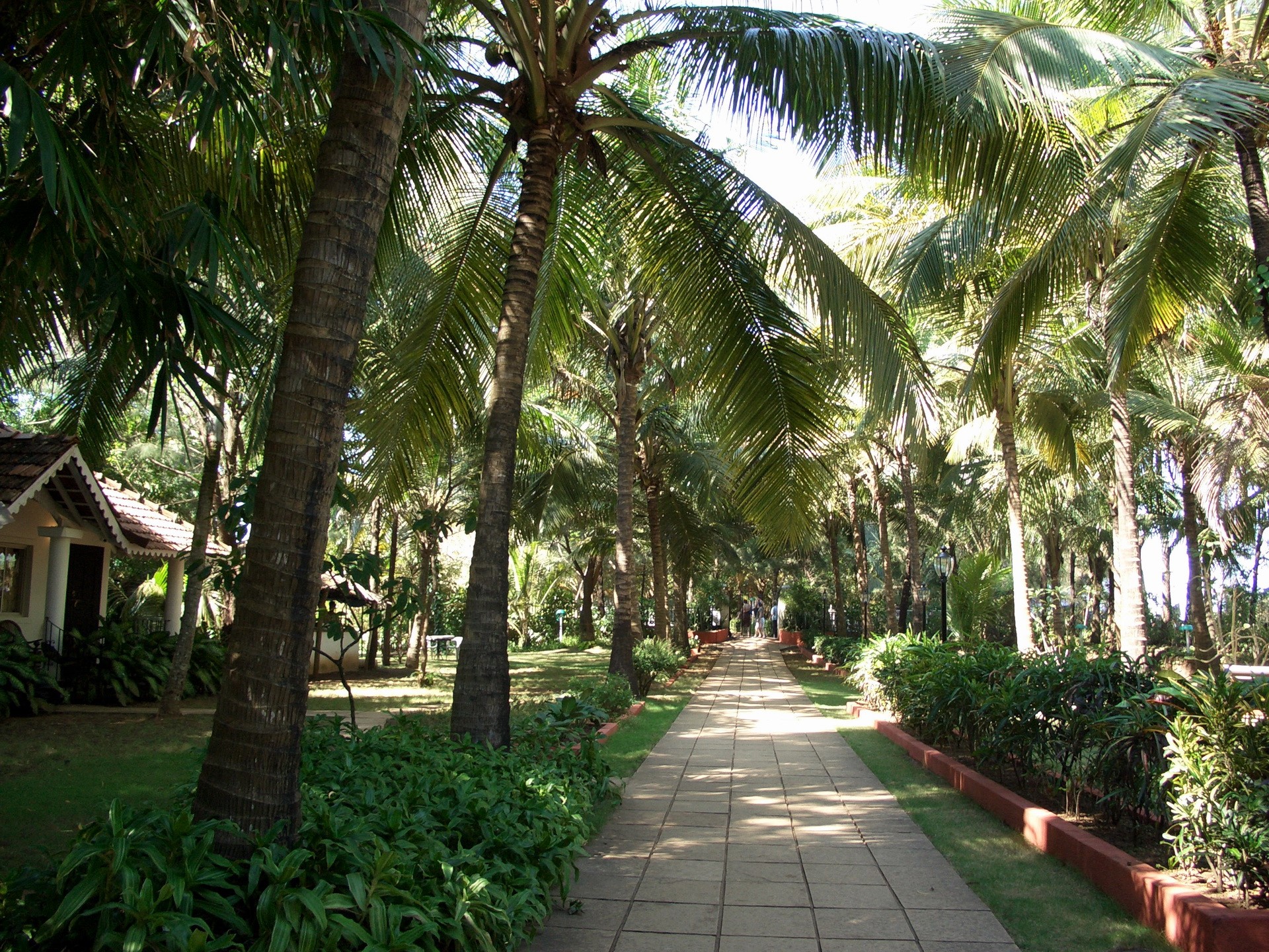 Pathway lined with palm trees and tropical plants HD Wallpaper