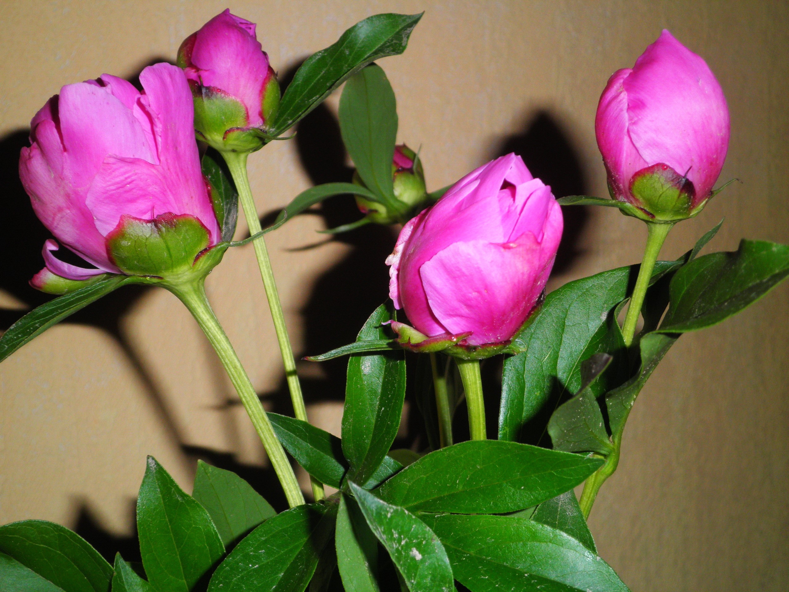 Pink Peony Buds with Green Leaves HD Wallpaper