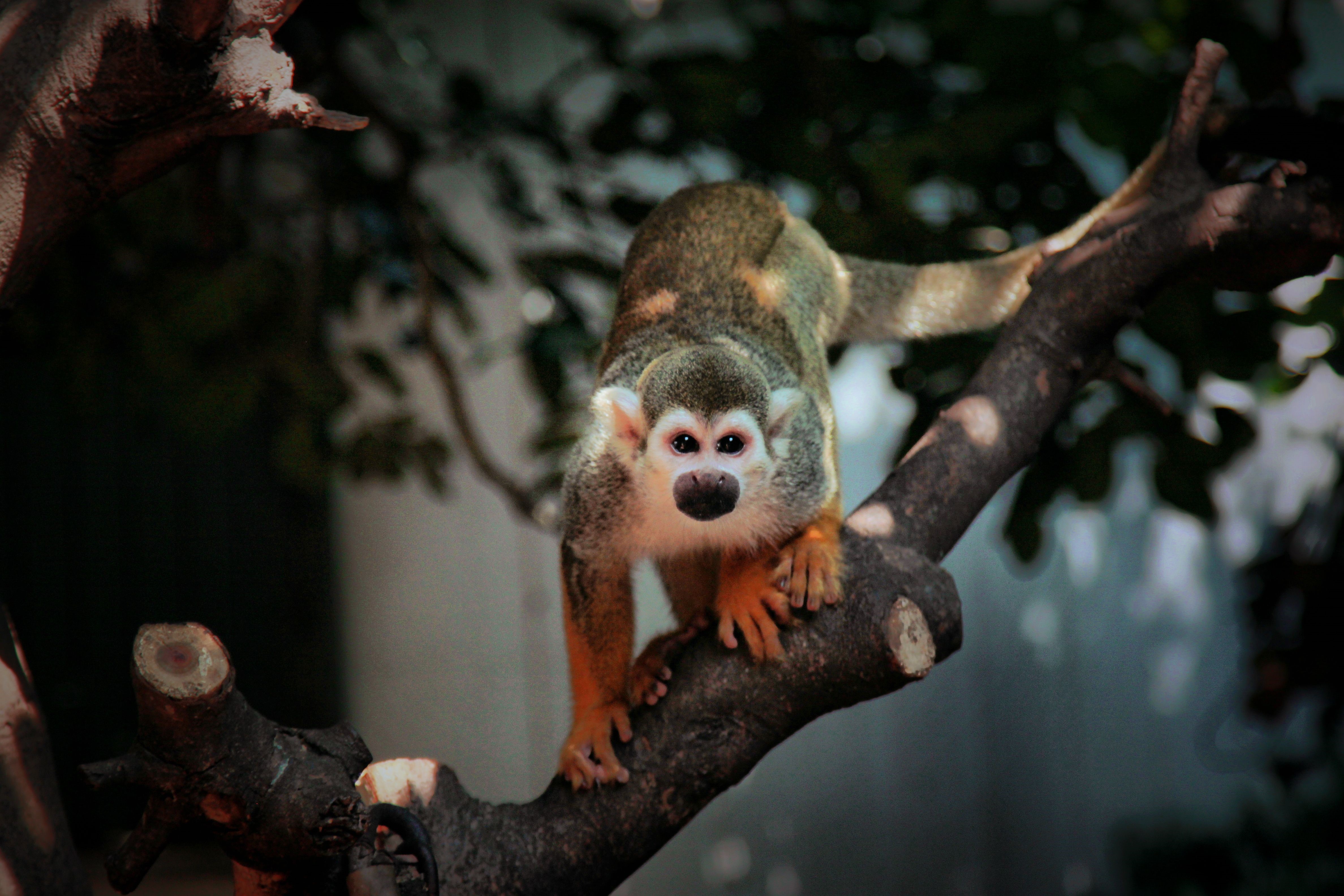 Squirrel monkey on a tree branch HD Wallpaper