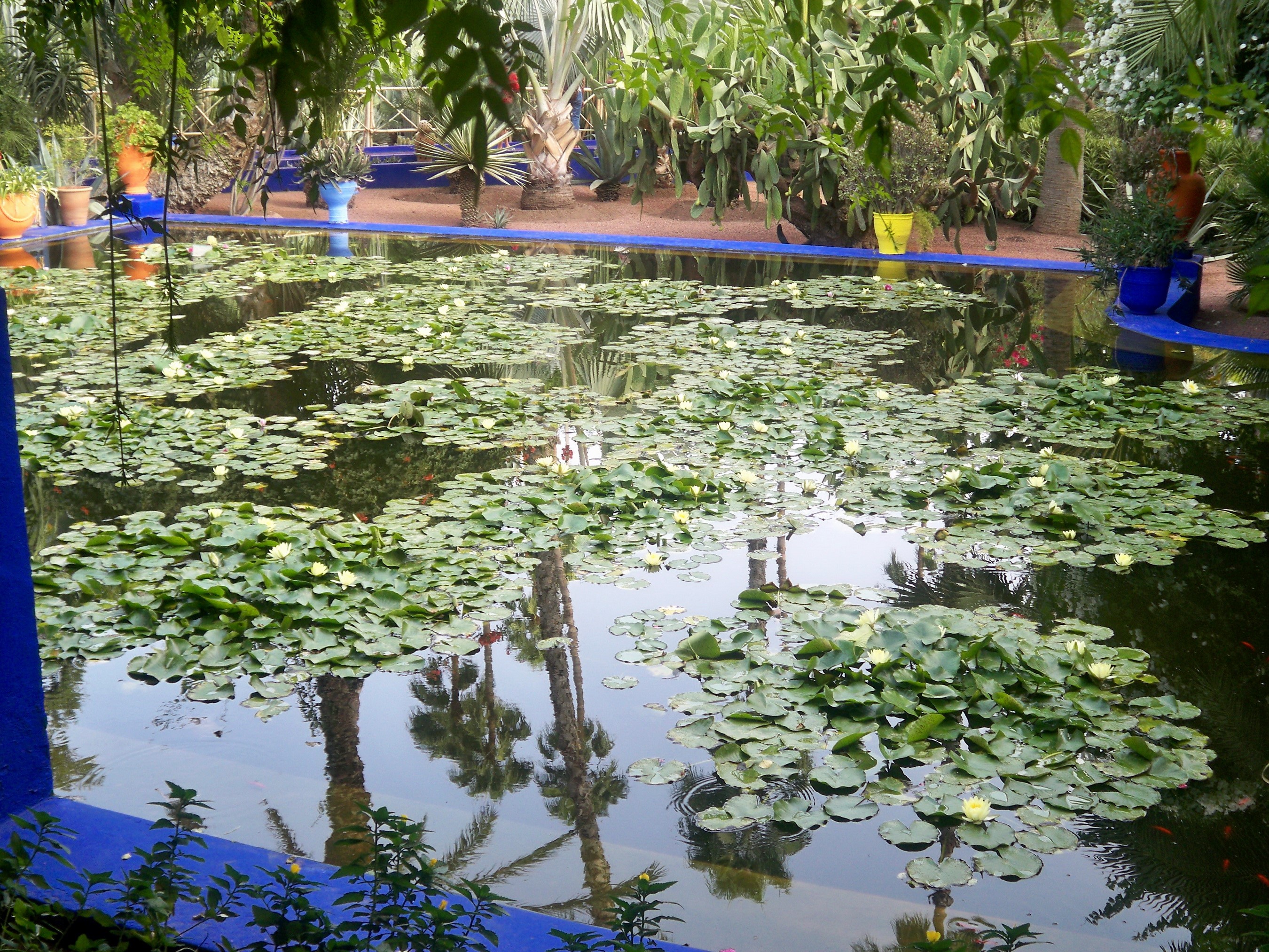 Jardin Majorelle pond with water lilies and reflections HD Wallpaper