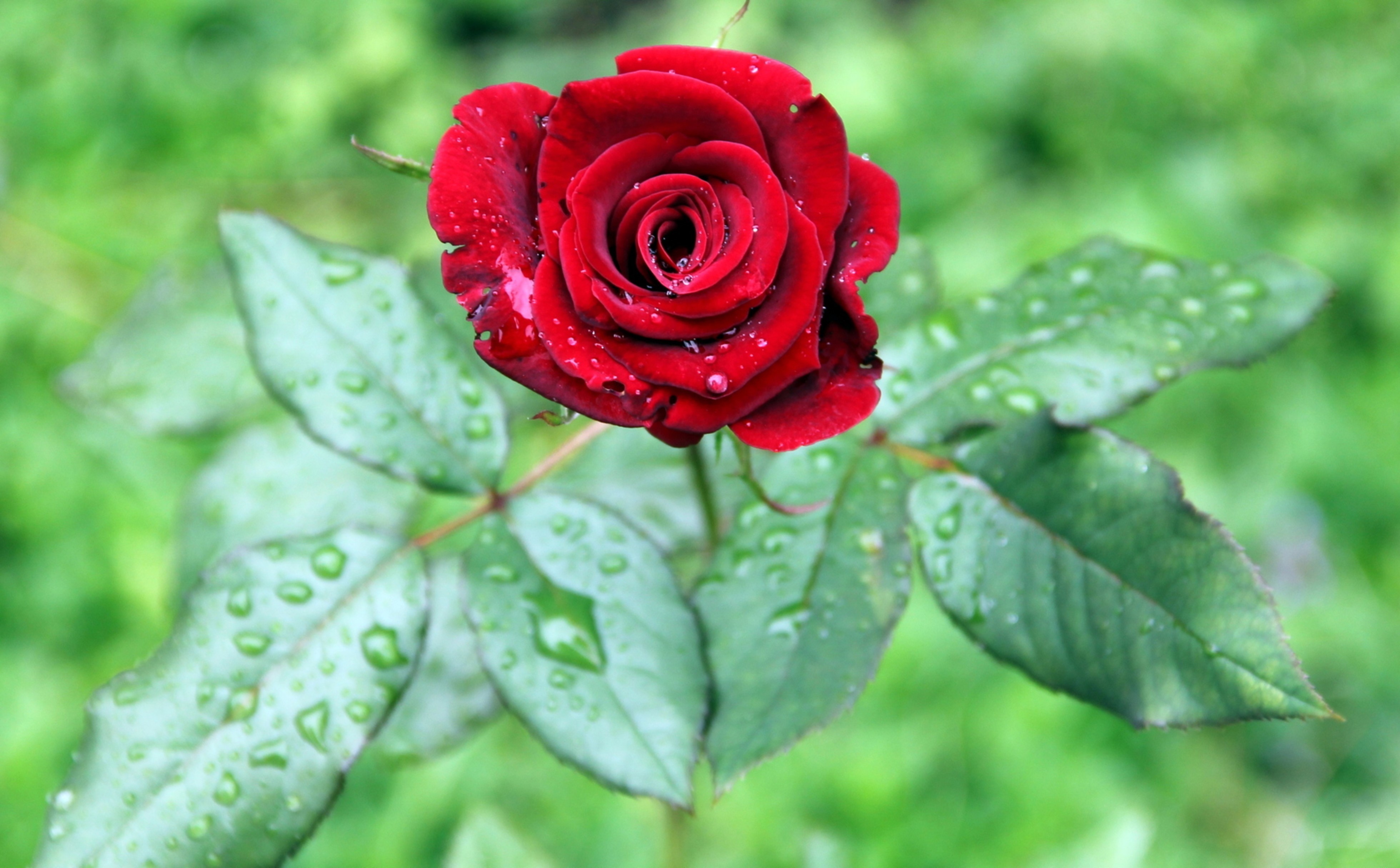 Red rose with water droplets HD Wallpaper