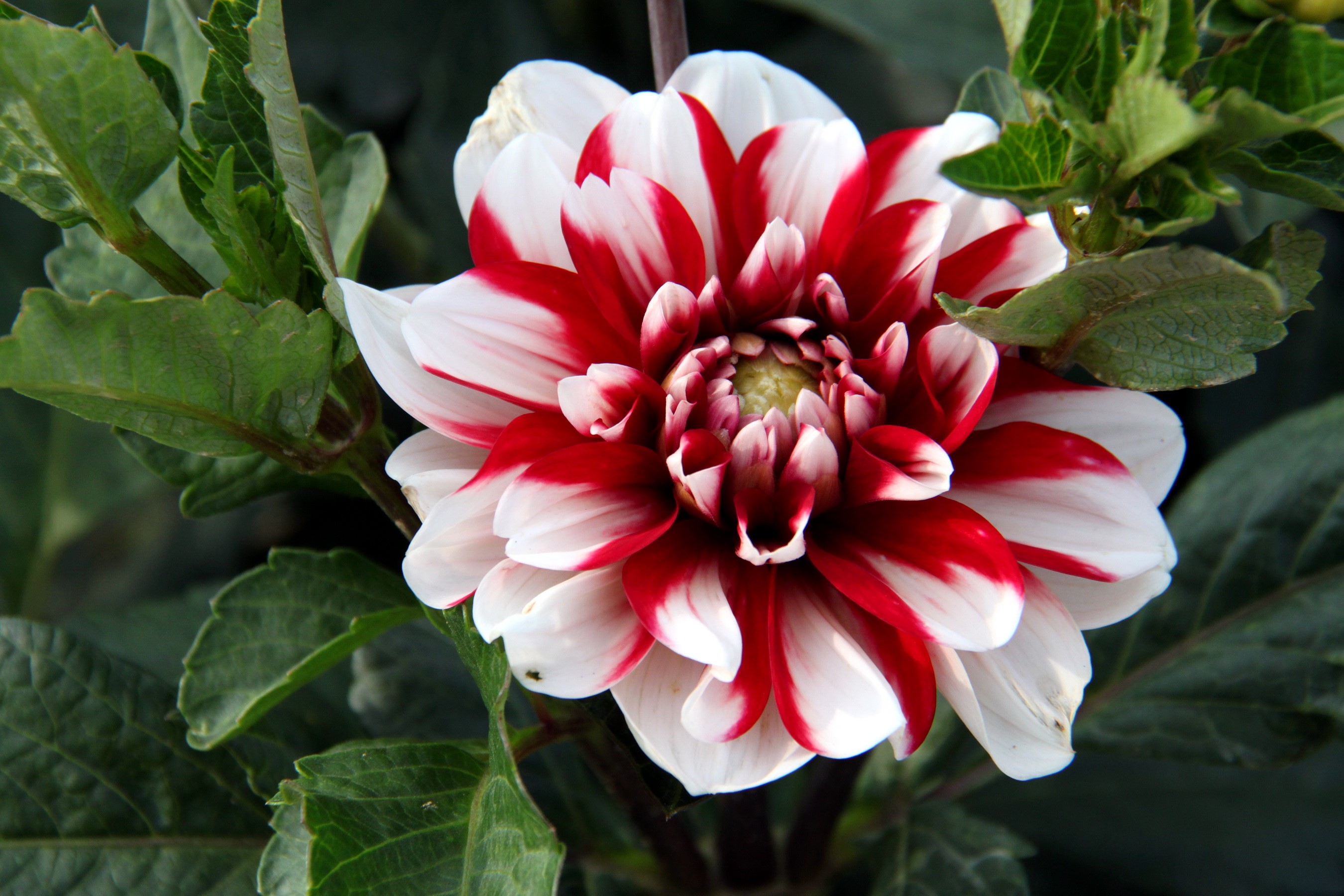 Red and white dahlia flower HD Wallpaper