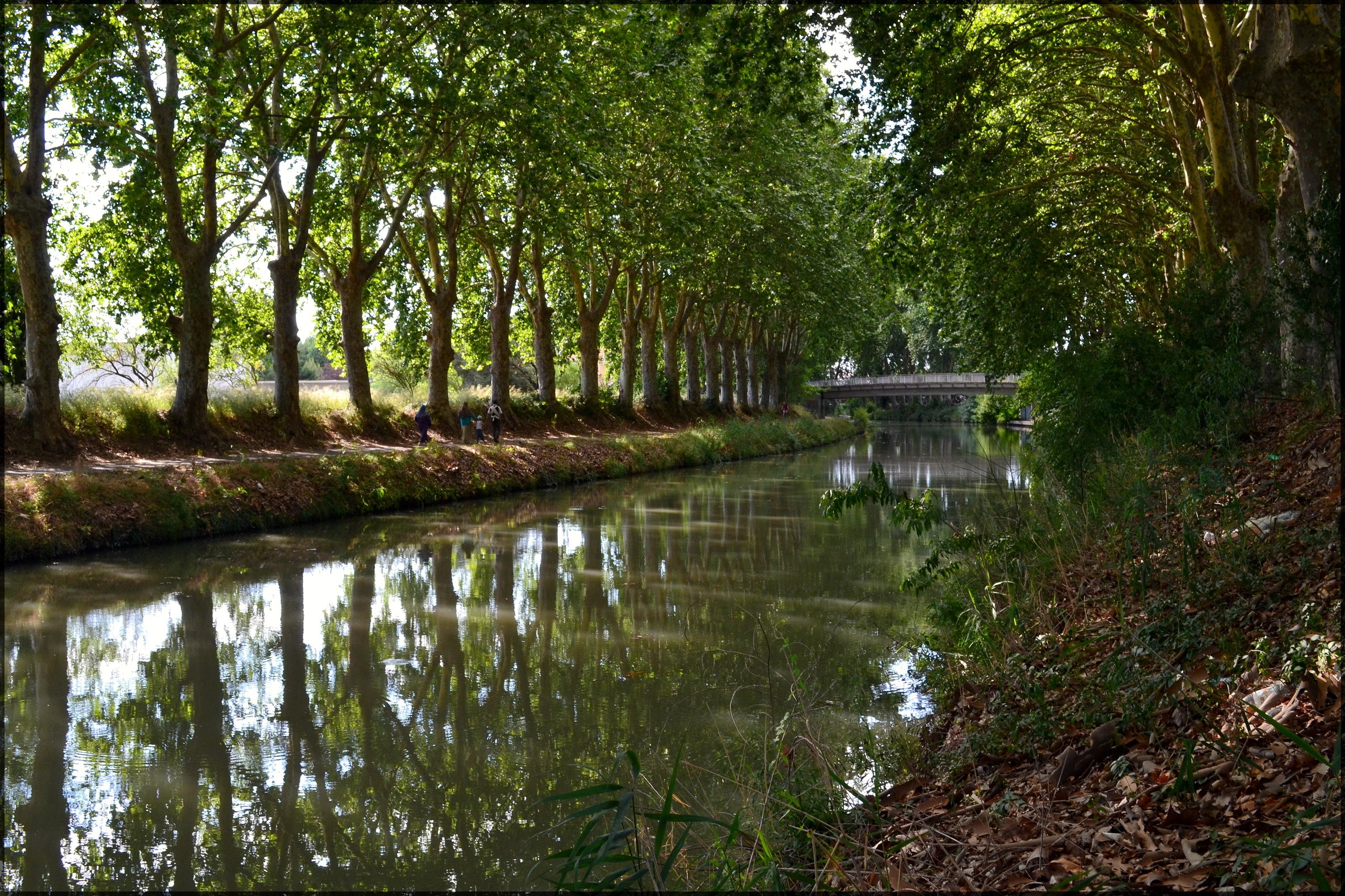Canal with trees and reflections HD Wallpaper