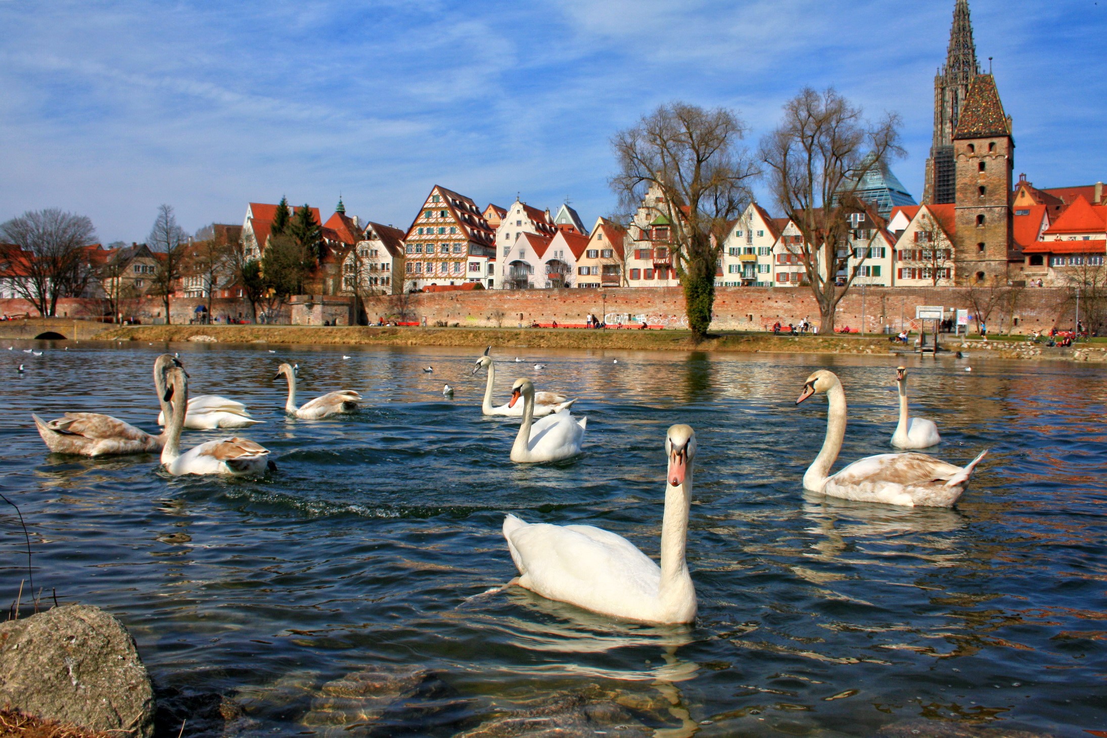 Swans swimming in a river with a German town in the background HD Wallpaper